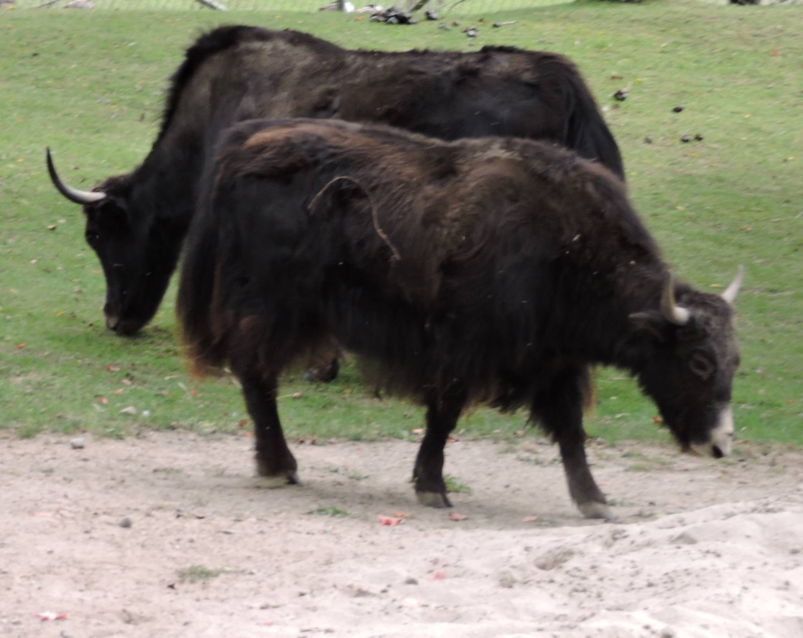 Yak