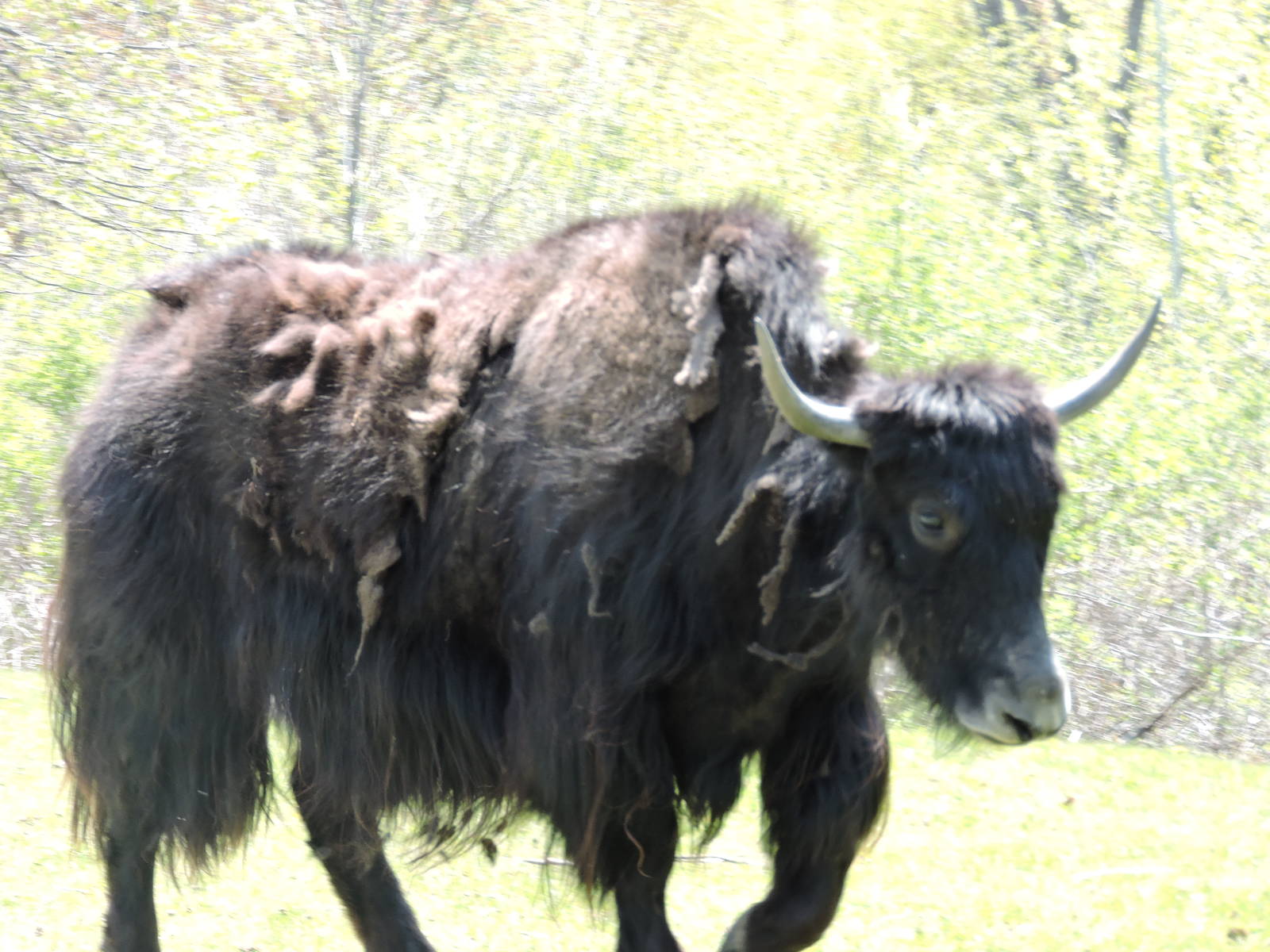 Yak