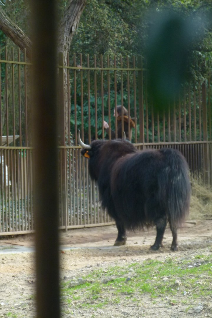 Yak
