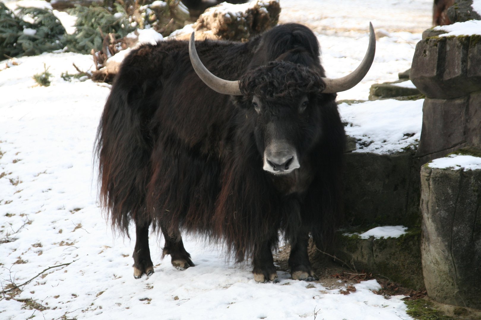 Yak