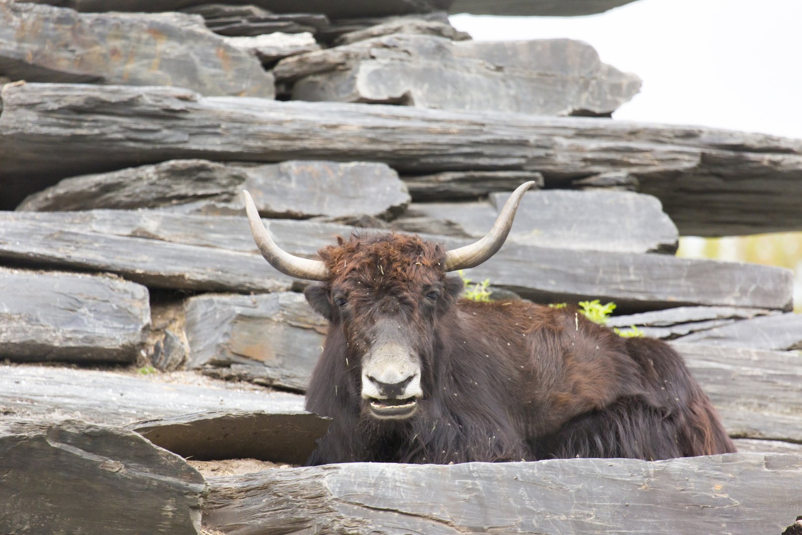 Yak