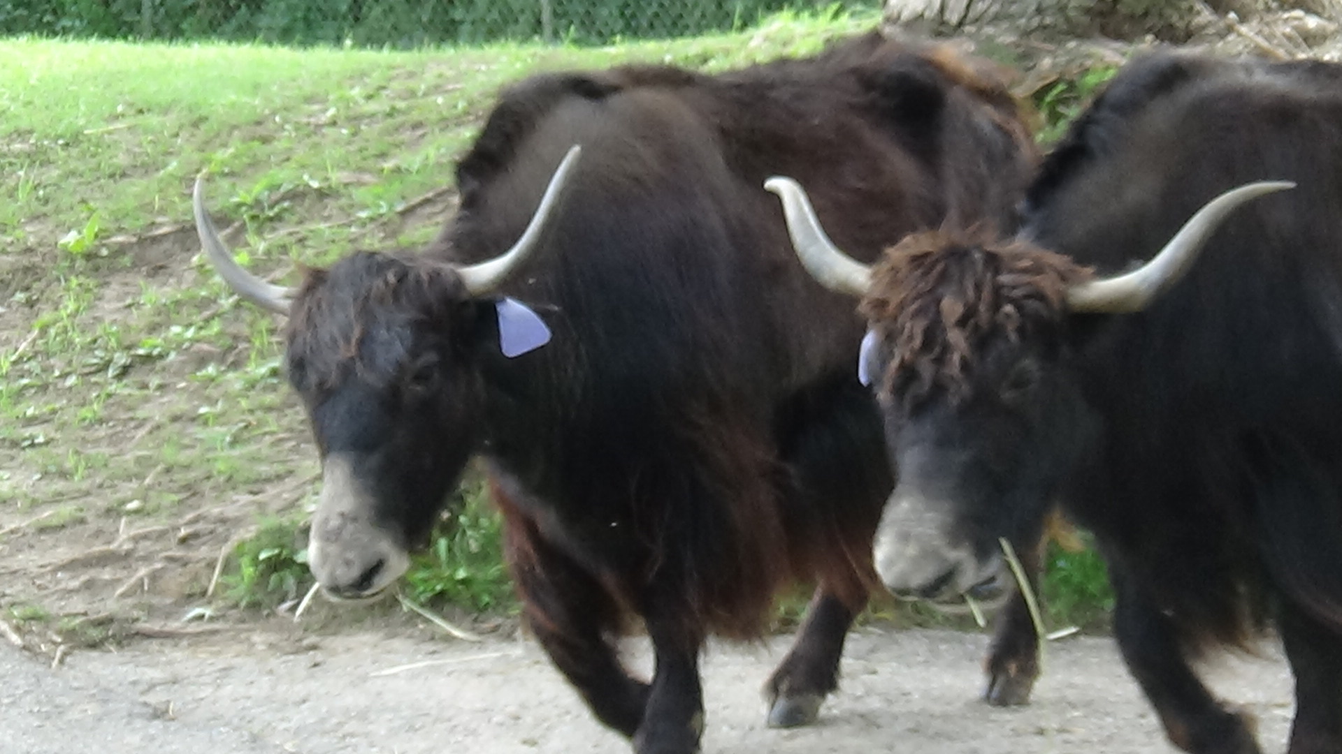 Yak