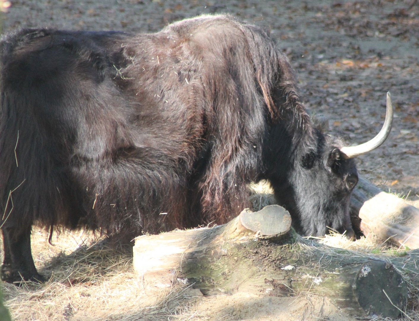 Yak