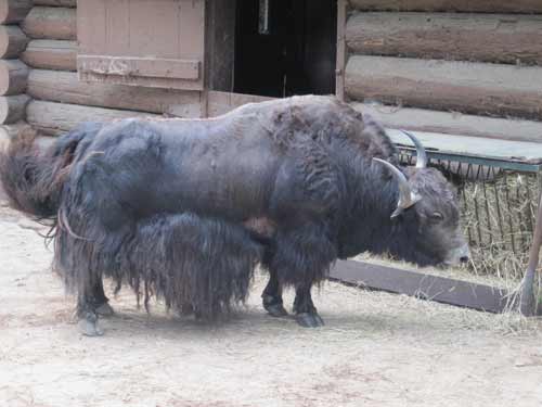 Yak