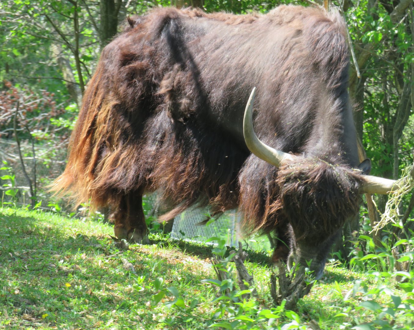 Yak