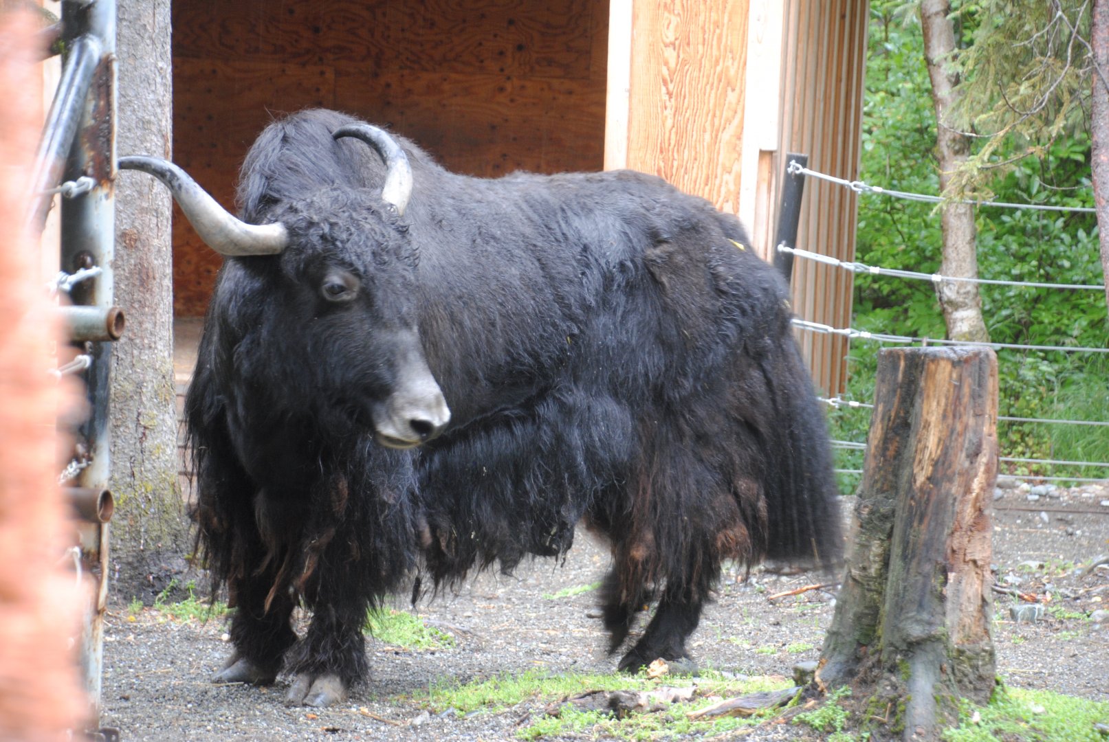 Yak