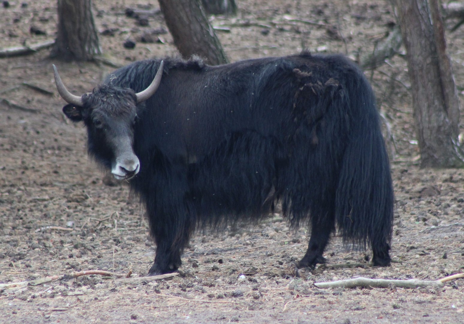Yak
