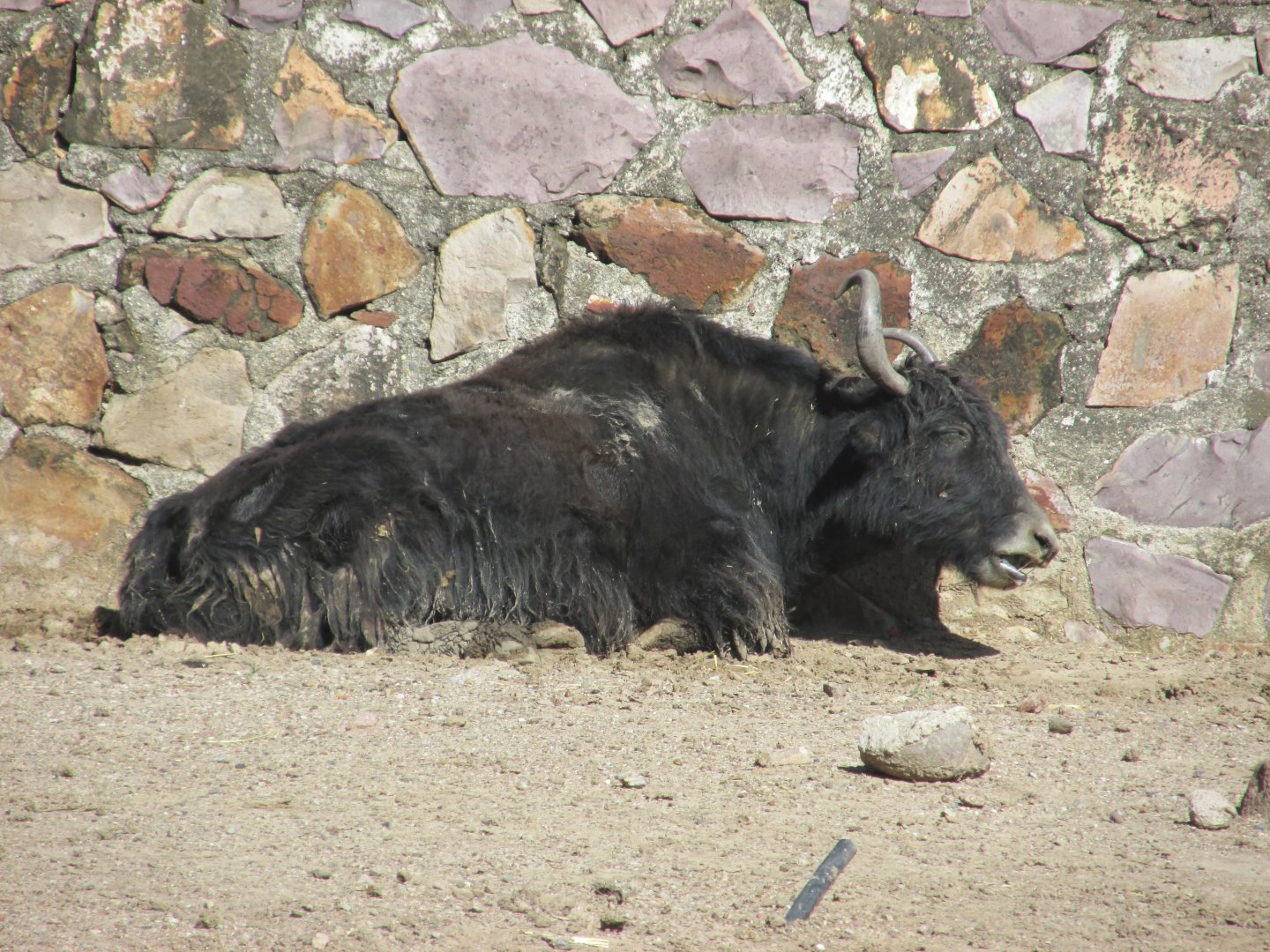 YAK