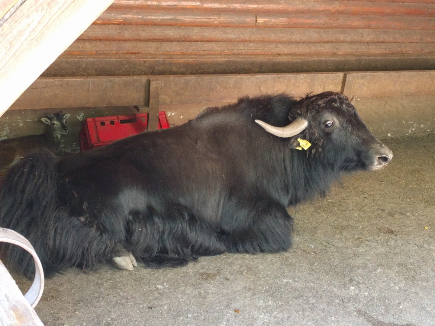 Yak