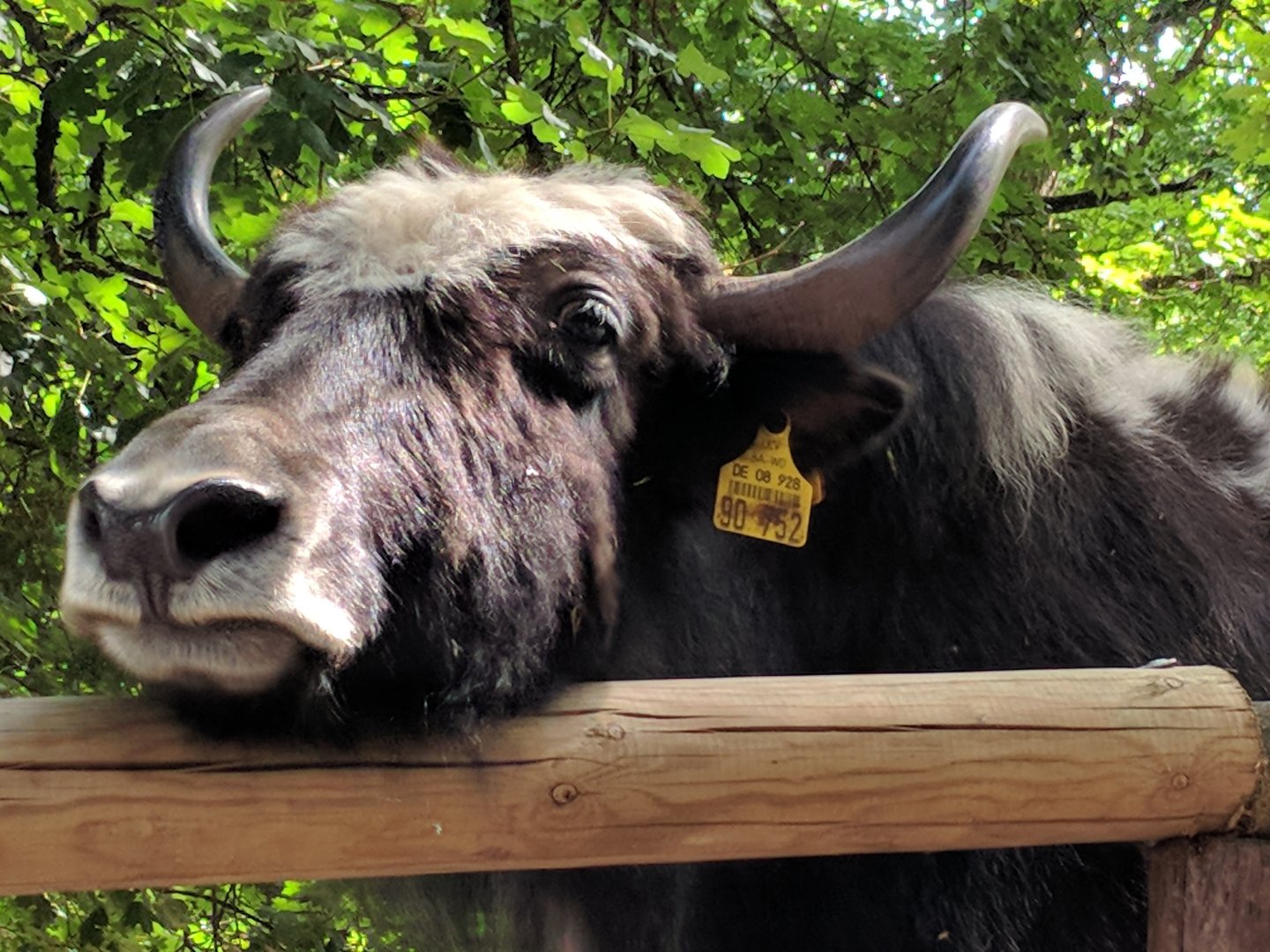 Yak