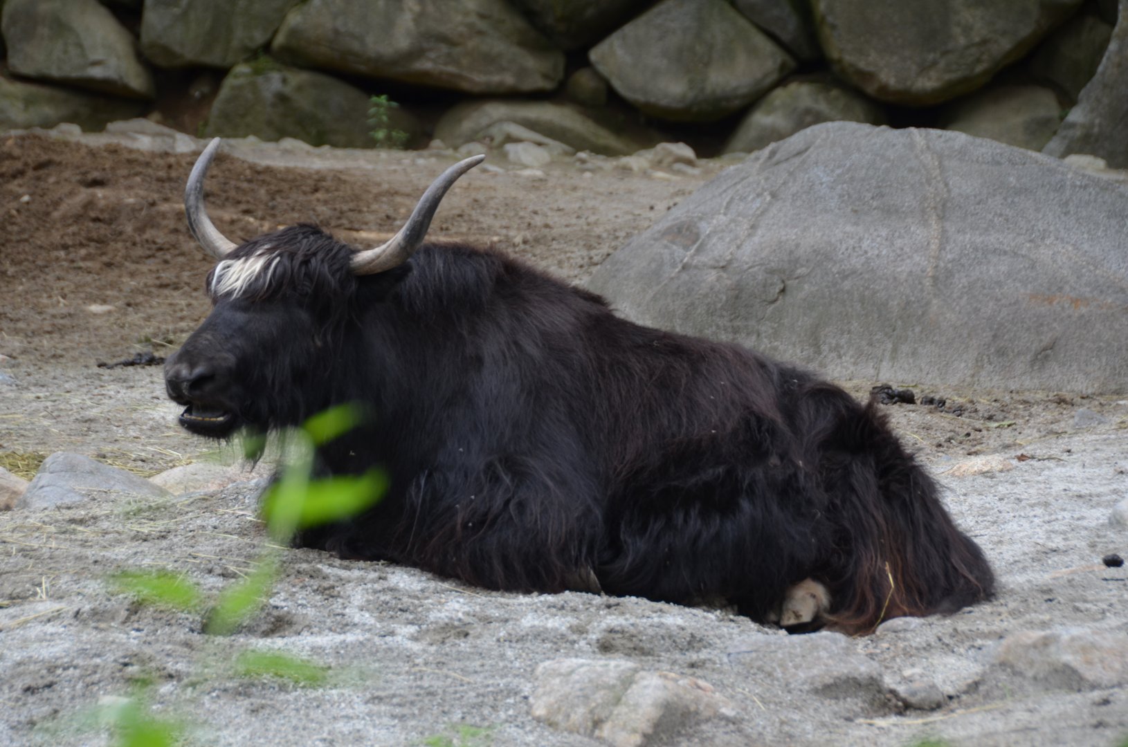 Yak