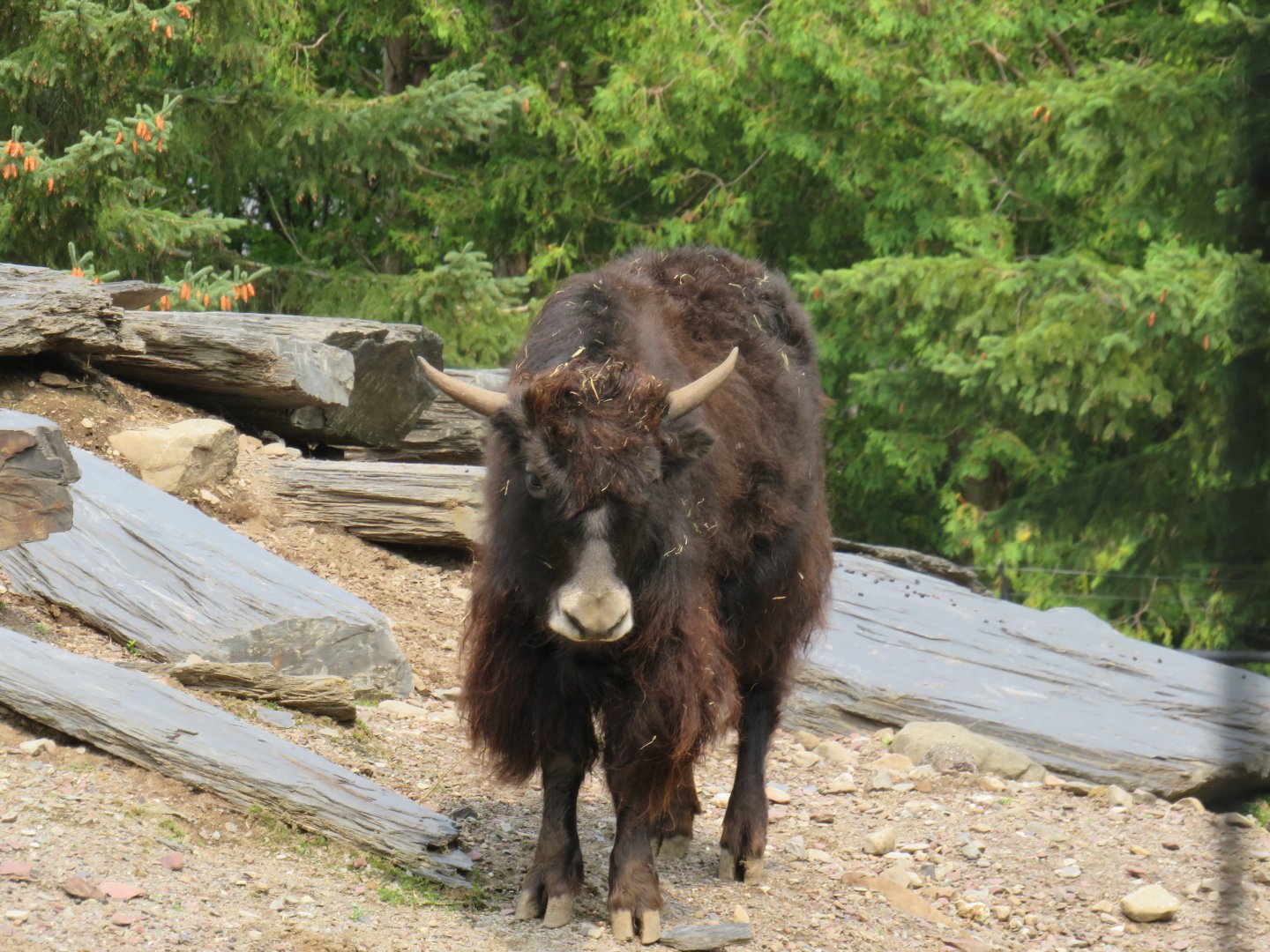 Yak