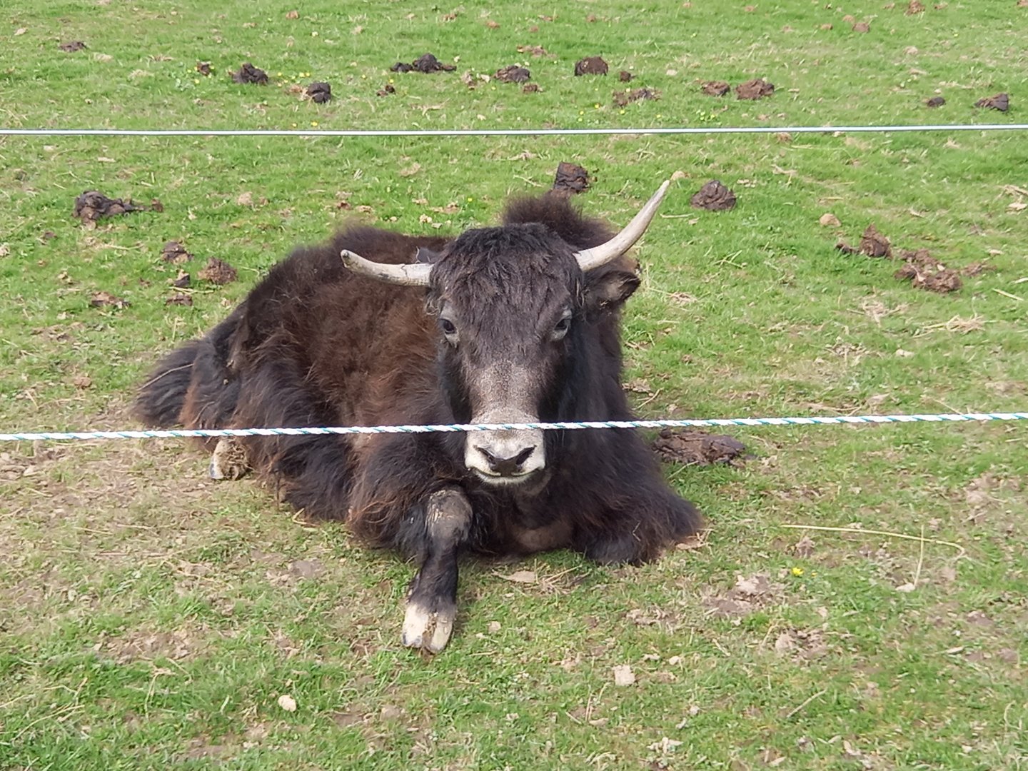 Yak