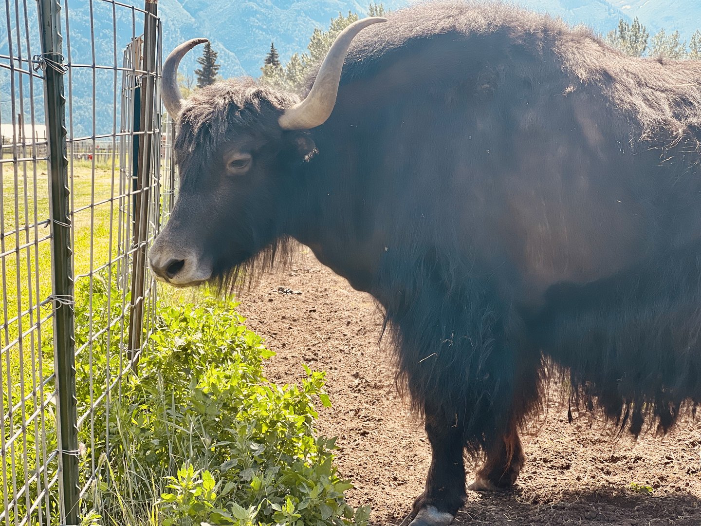 Yak