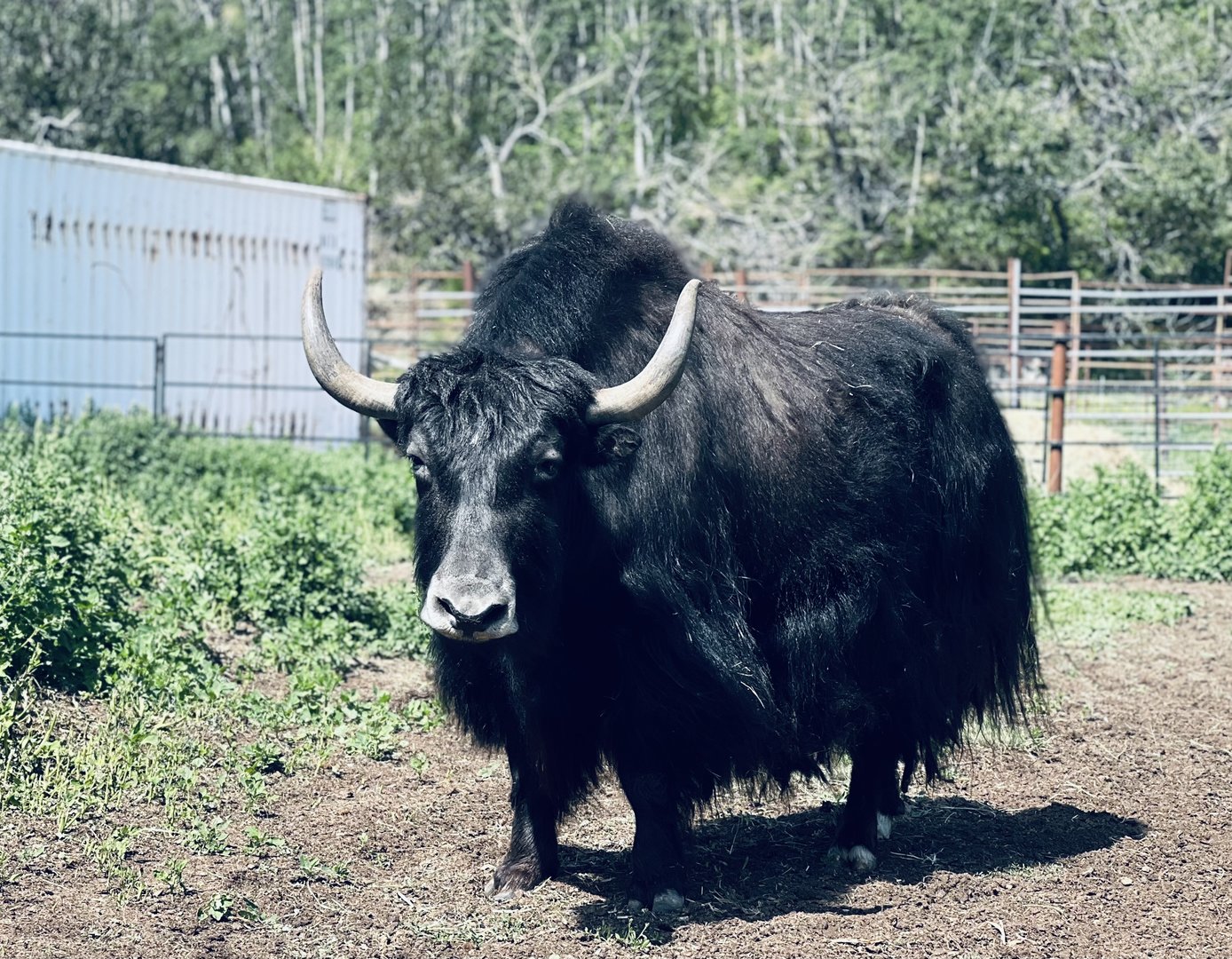 Yak