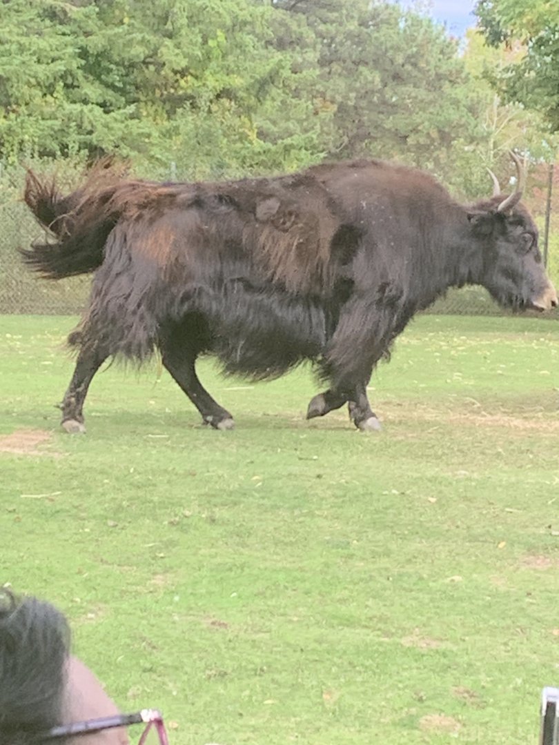 Yak