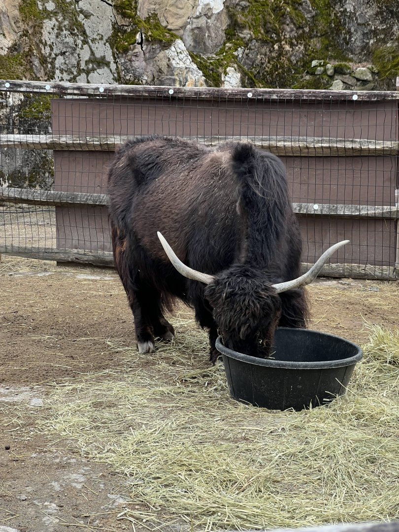 Yak