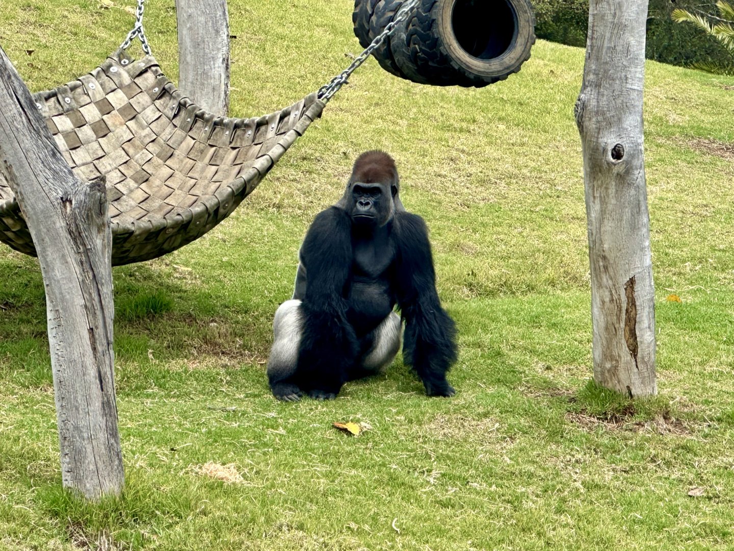 Yakini (Western lowland gorilla)