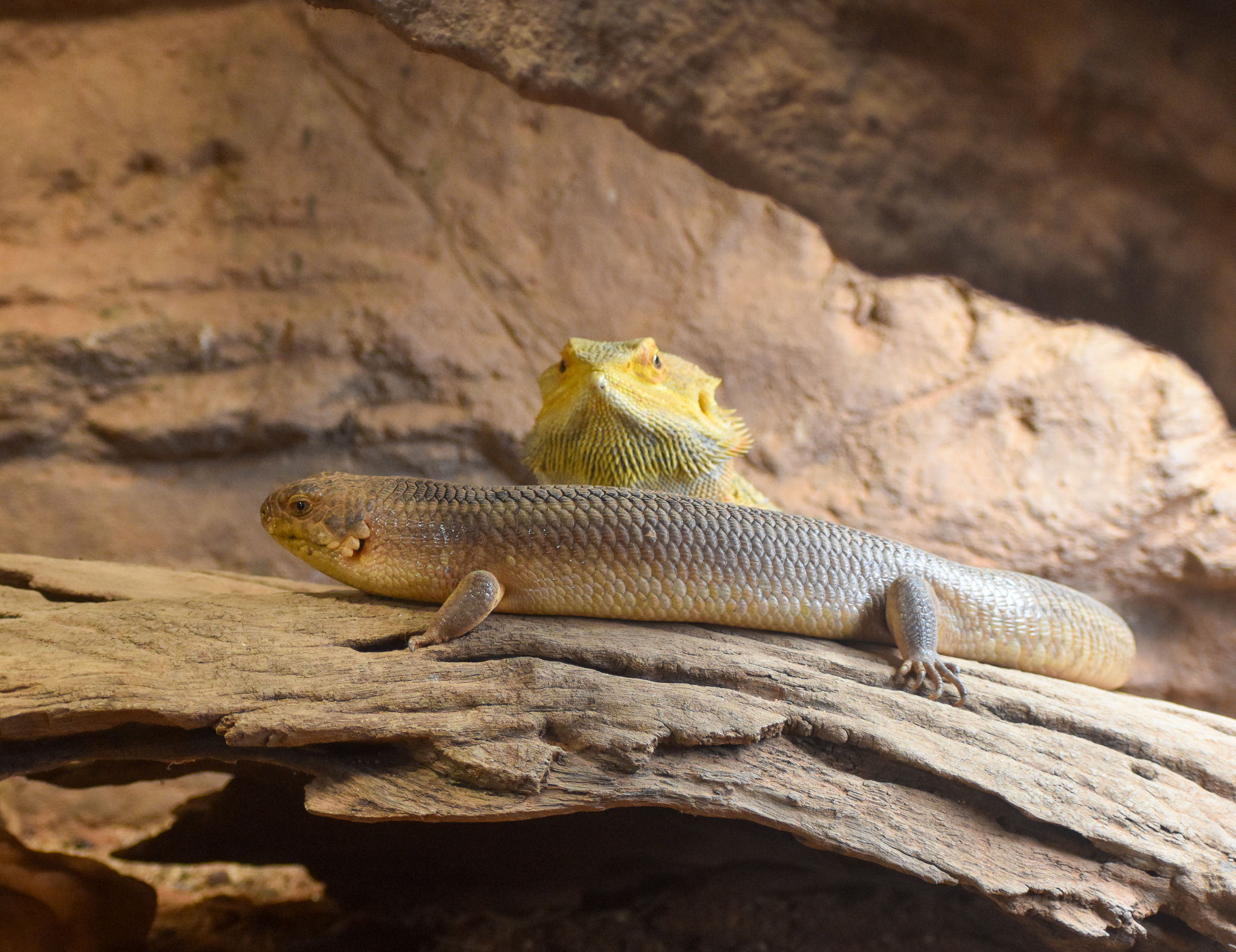 Yakka Skink and Central Bearded Dragon