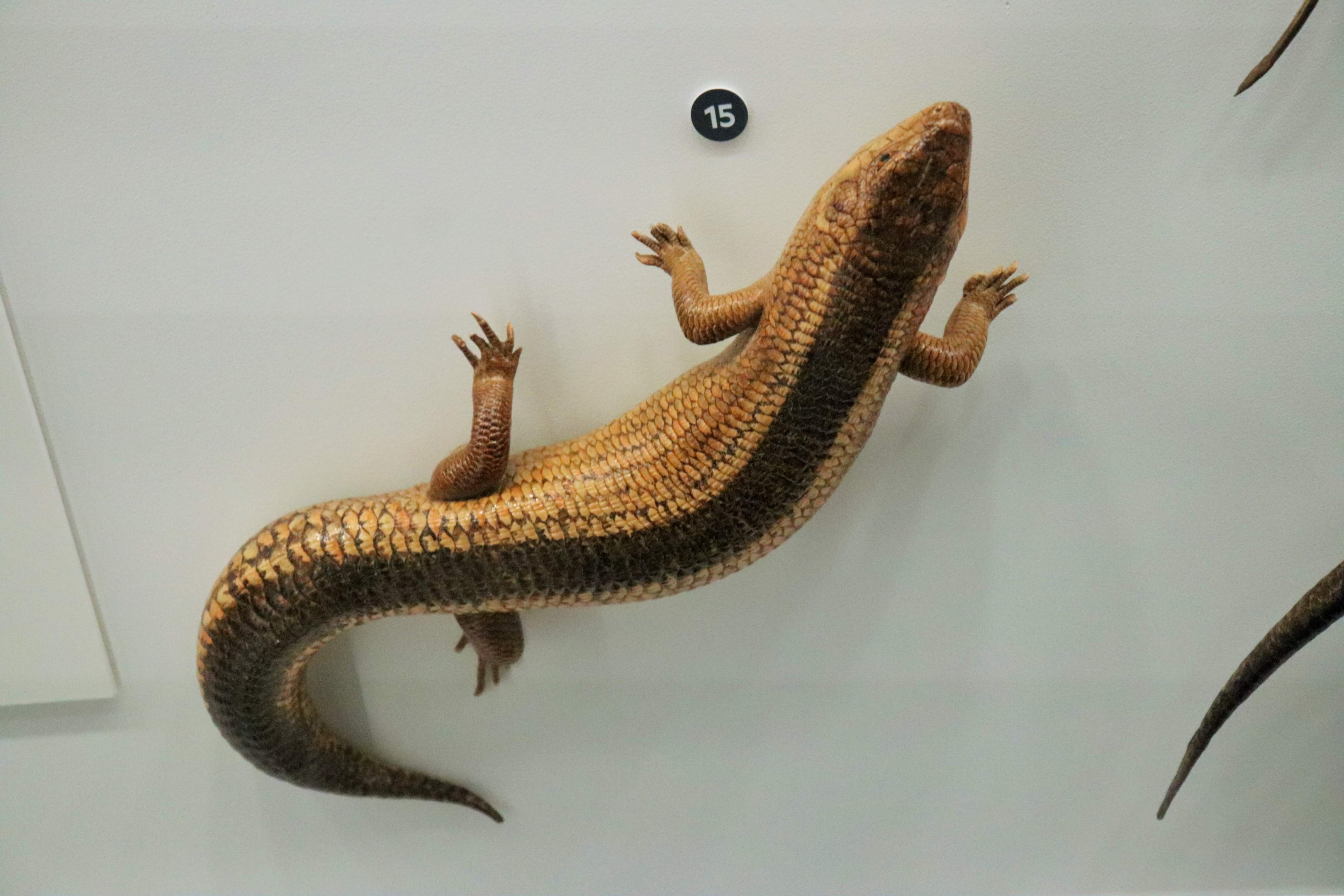 Yakka Skink (Egernia rugosa)
