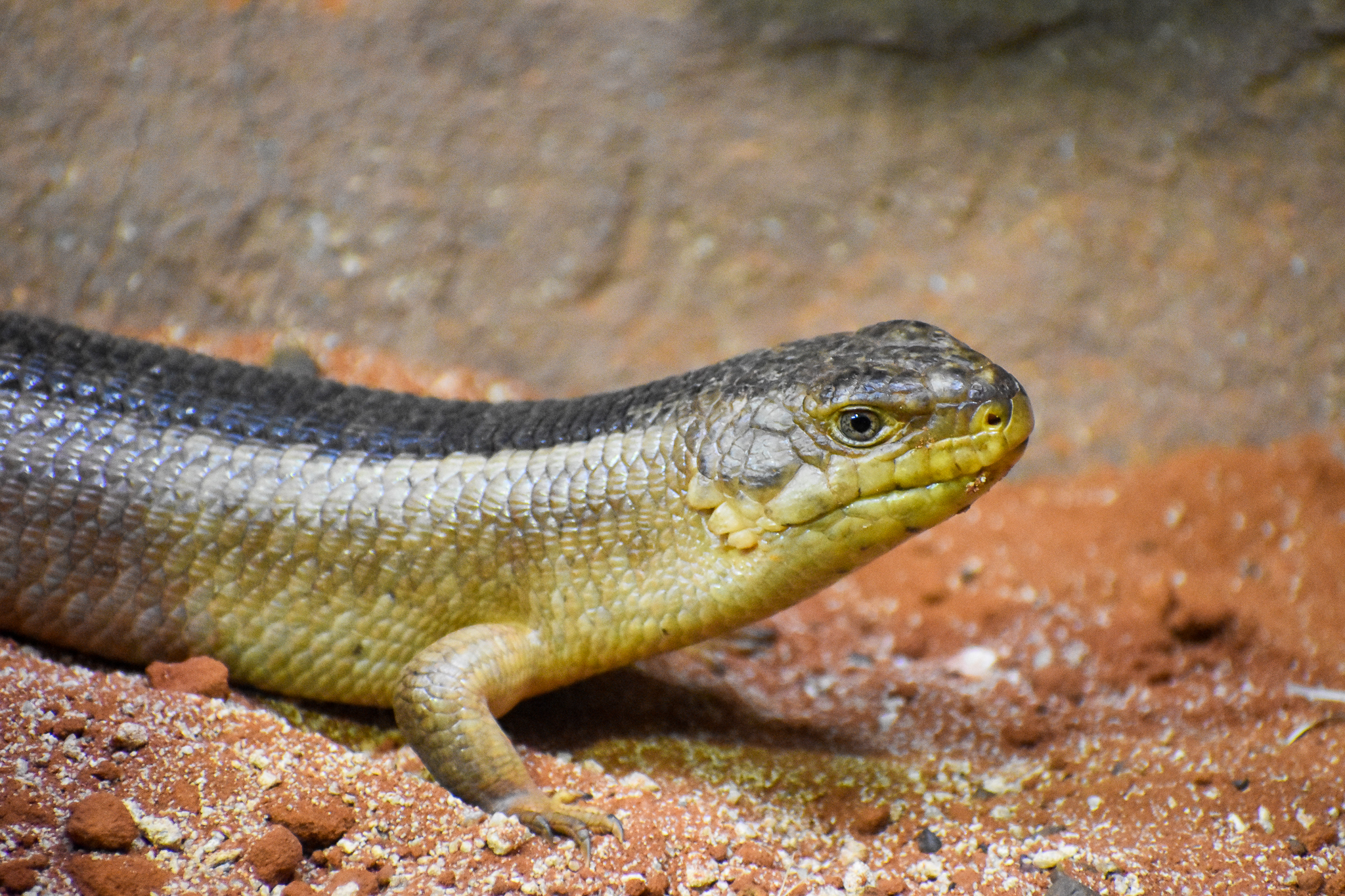 Yakka Skink (Egernia rugosa)