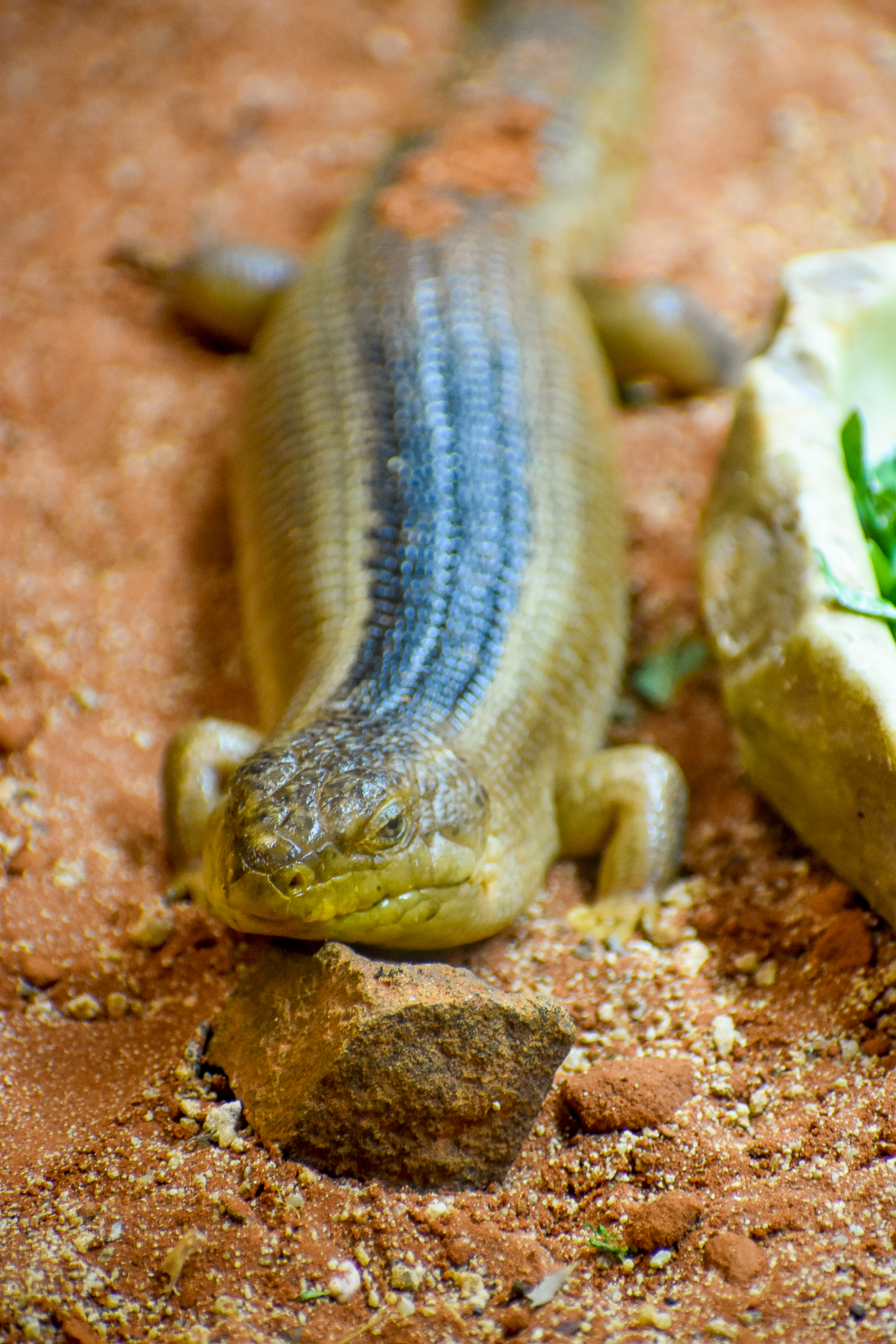 Yakka Skink (Egernia rugosa)