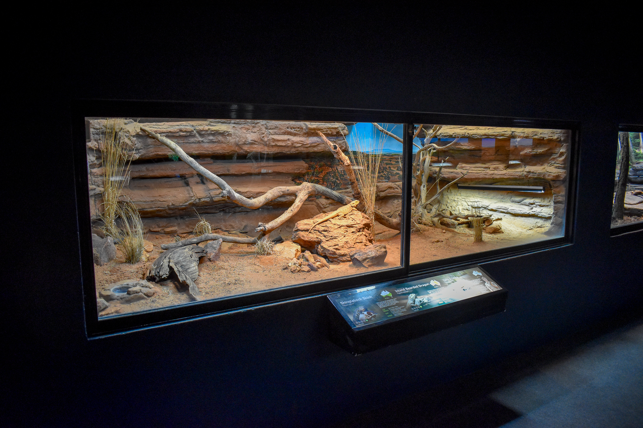 Yakka Skink/Shingleback/Bearded Dragon Enclosure