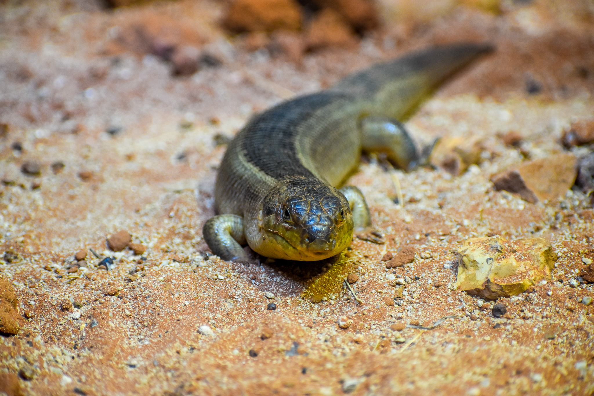 Yakka Skink