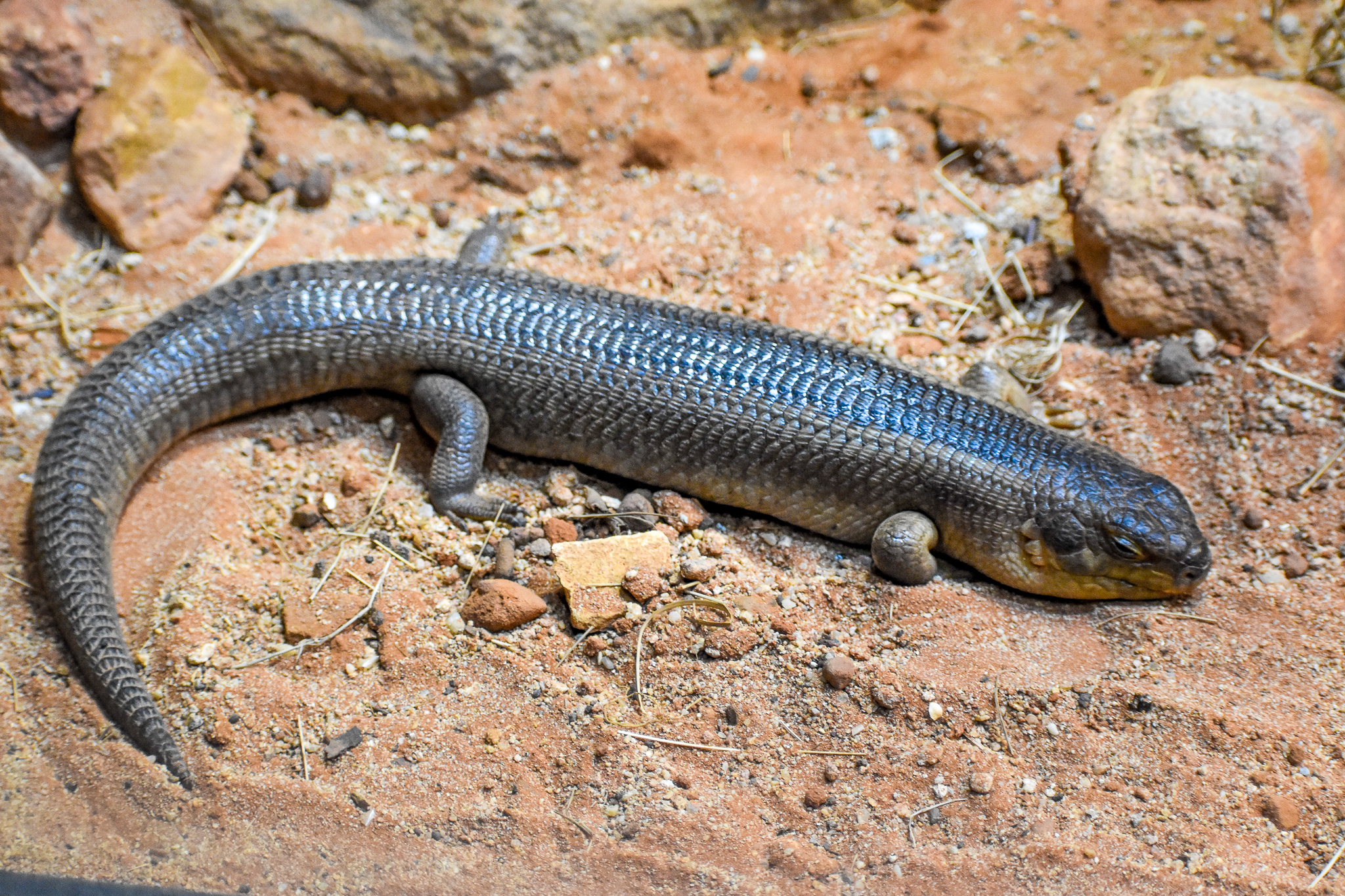 Yakka Skink