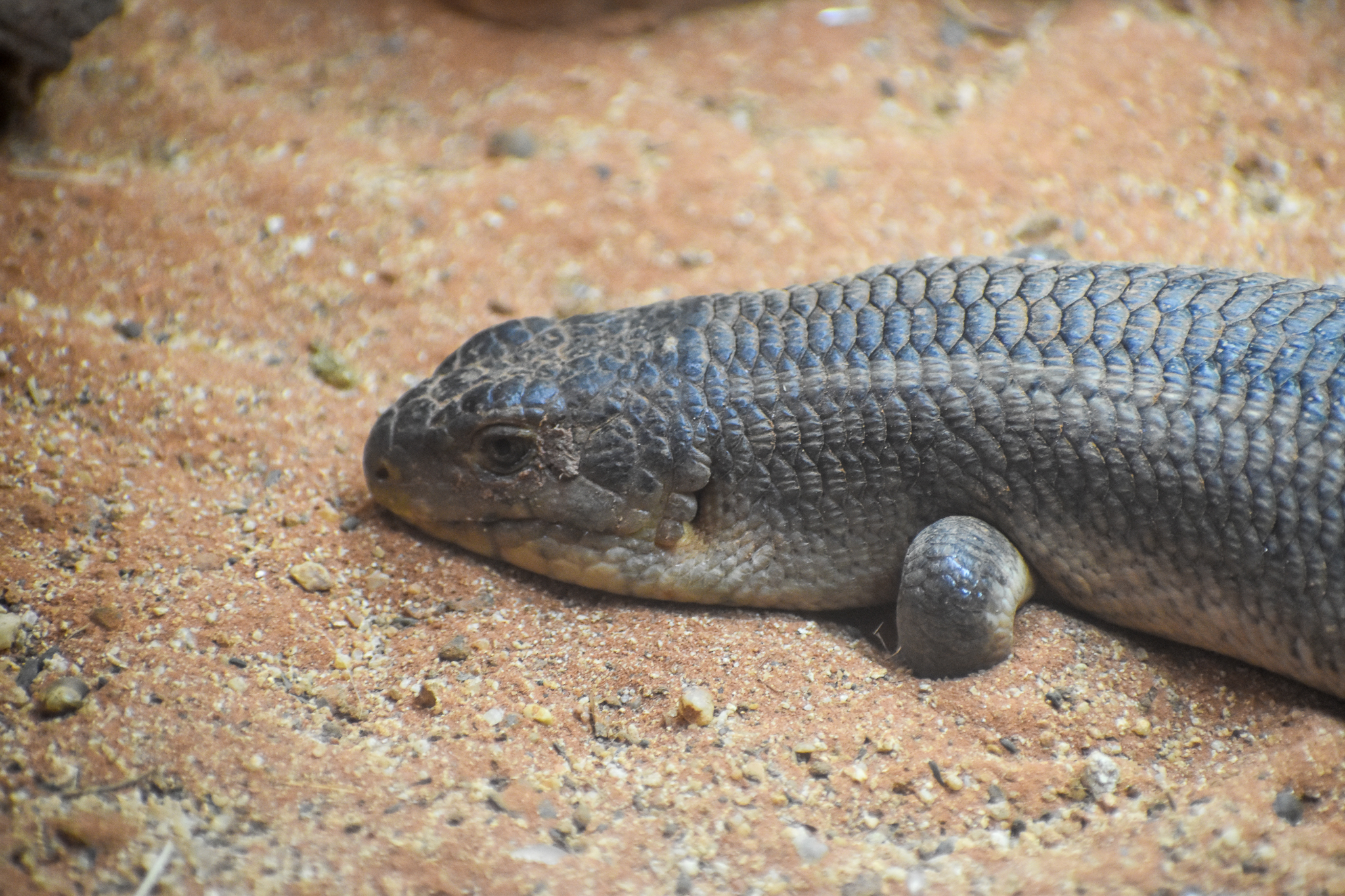 Yakka Skink