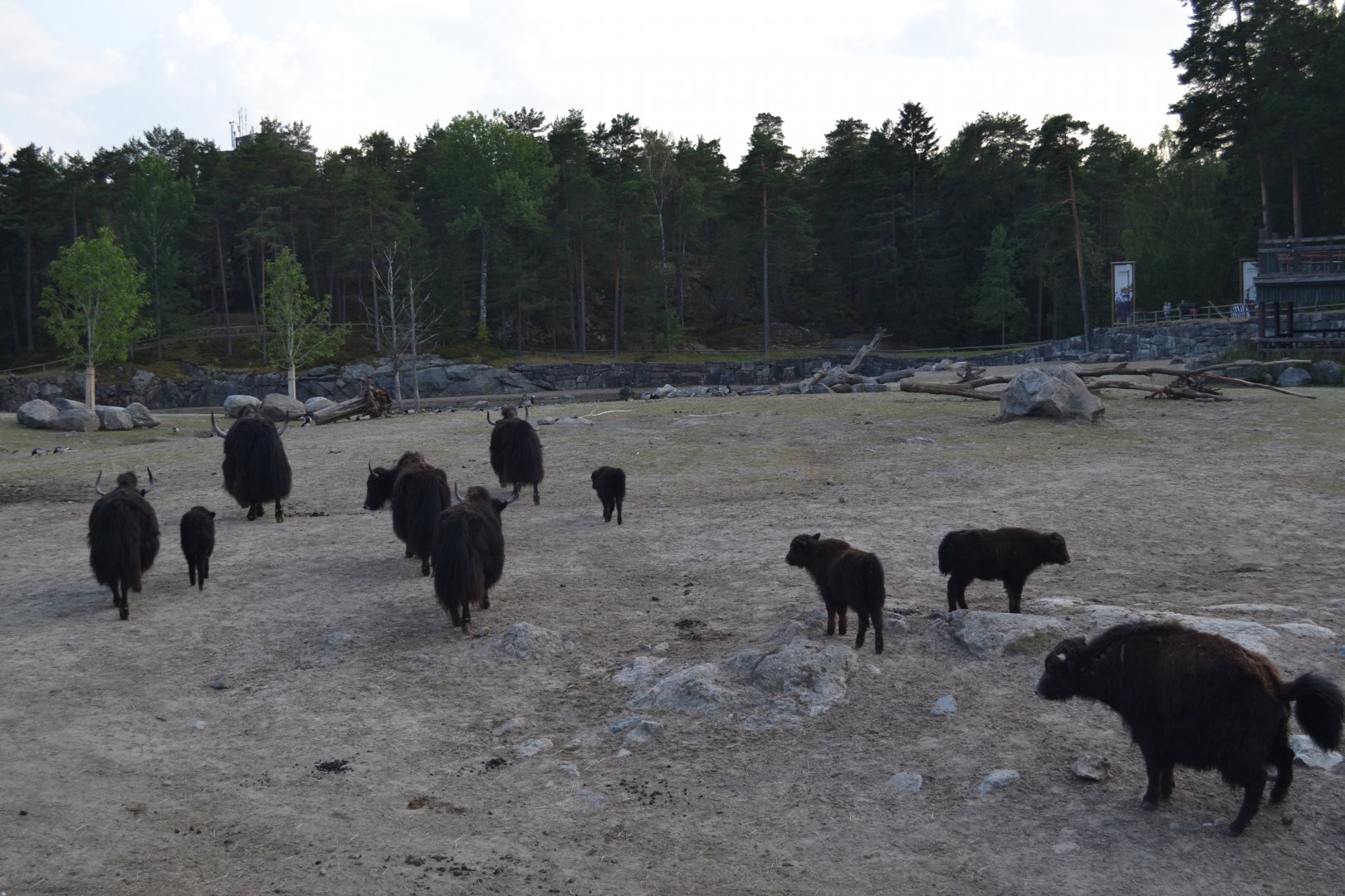Yaks being let out on the svannah at Kolmården