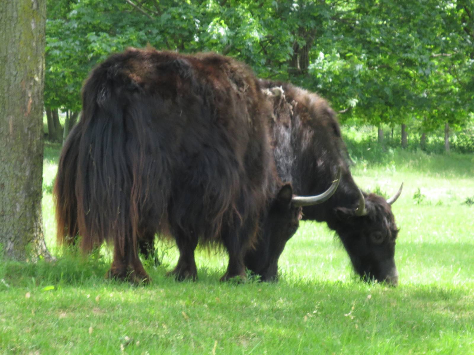 Yaks