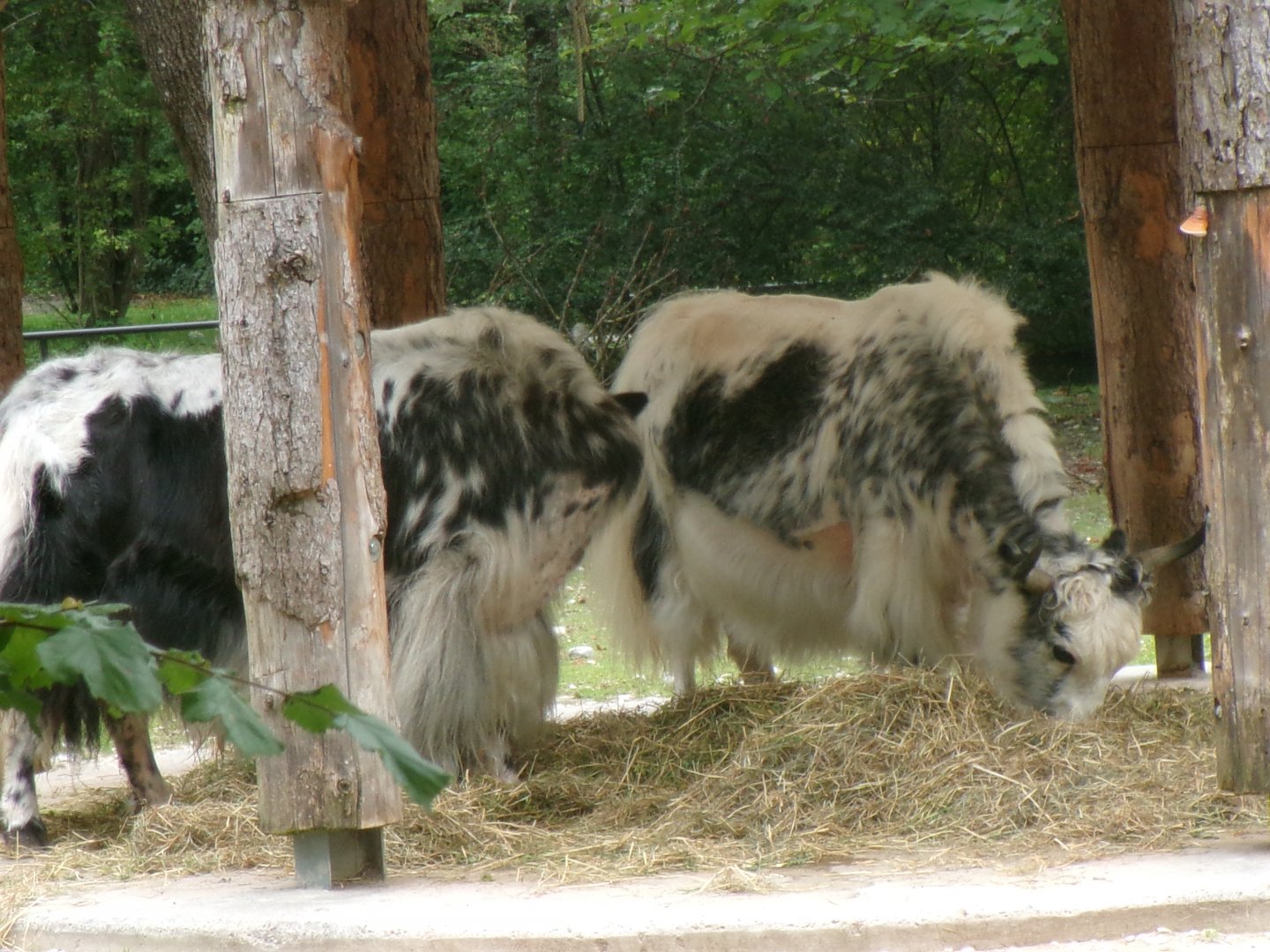 Yaks