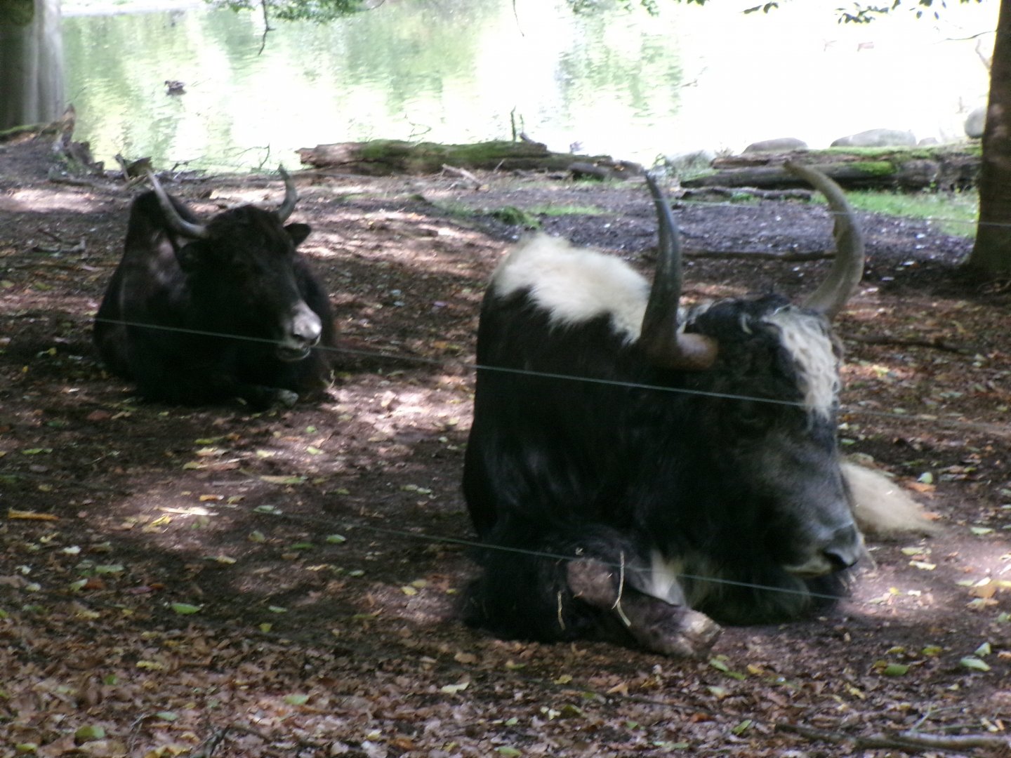 Yaks