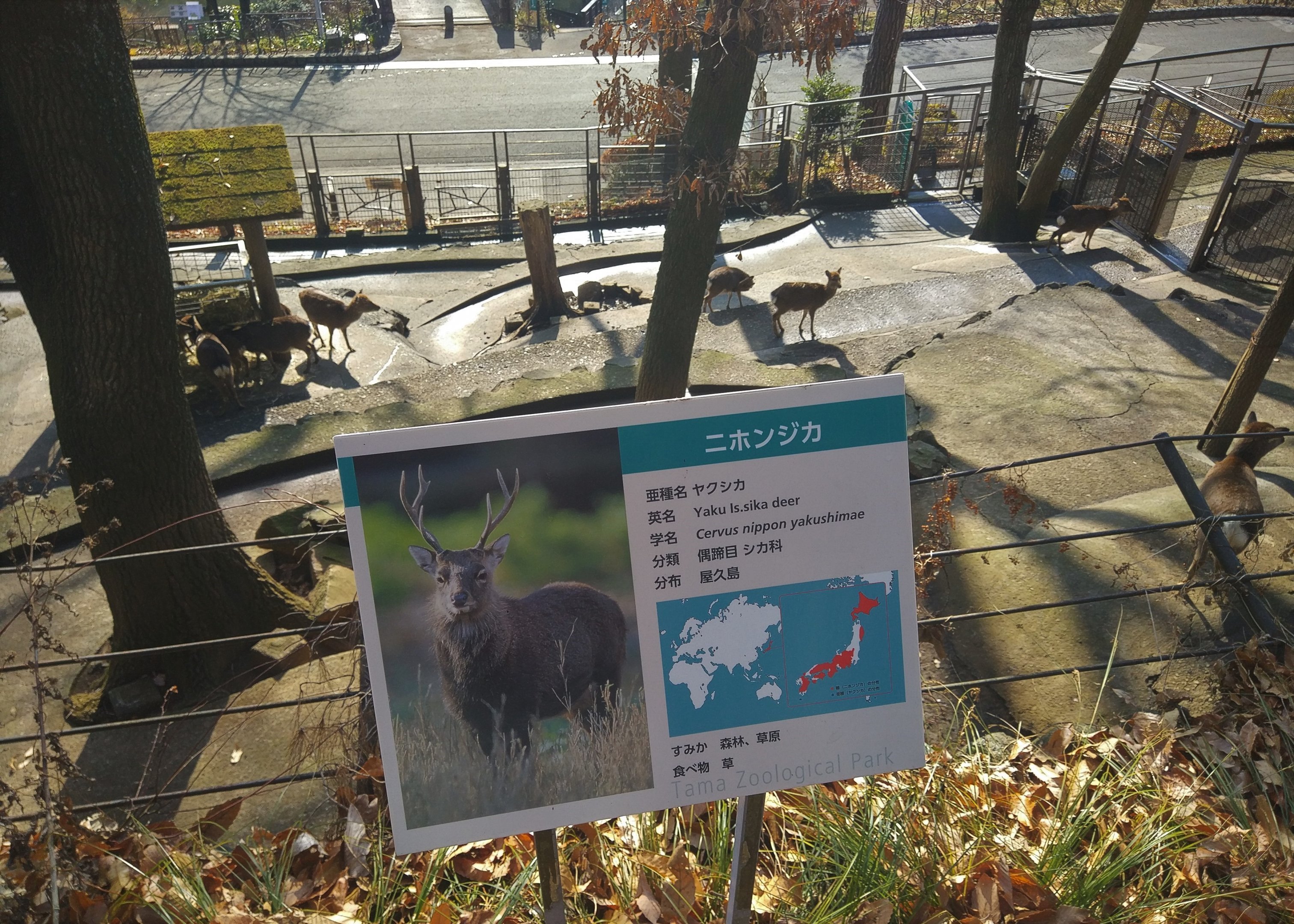 Yaku Island Sika Deer Exhibit
