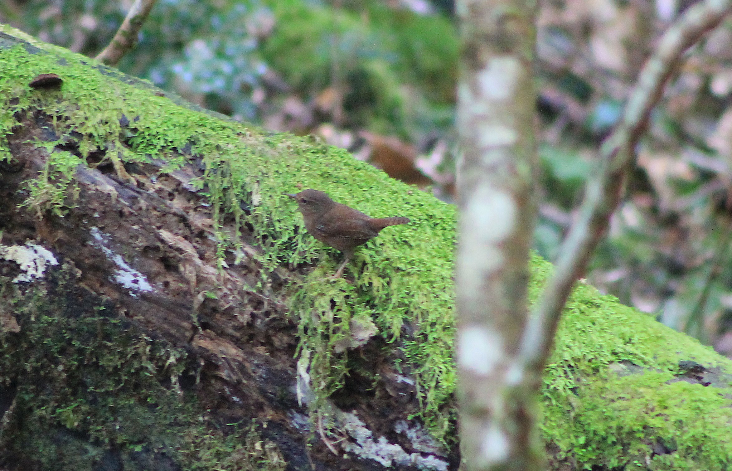 Yakushima Common Wren (Troglodytes troglodytes ogawae)