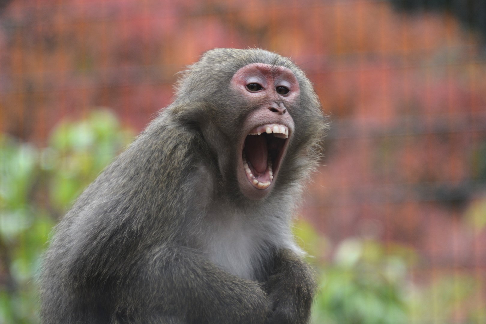 Yakushima macaque (Macaca fuscata yakui)