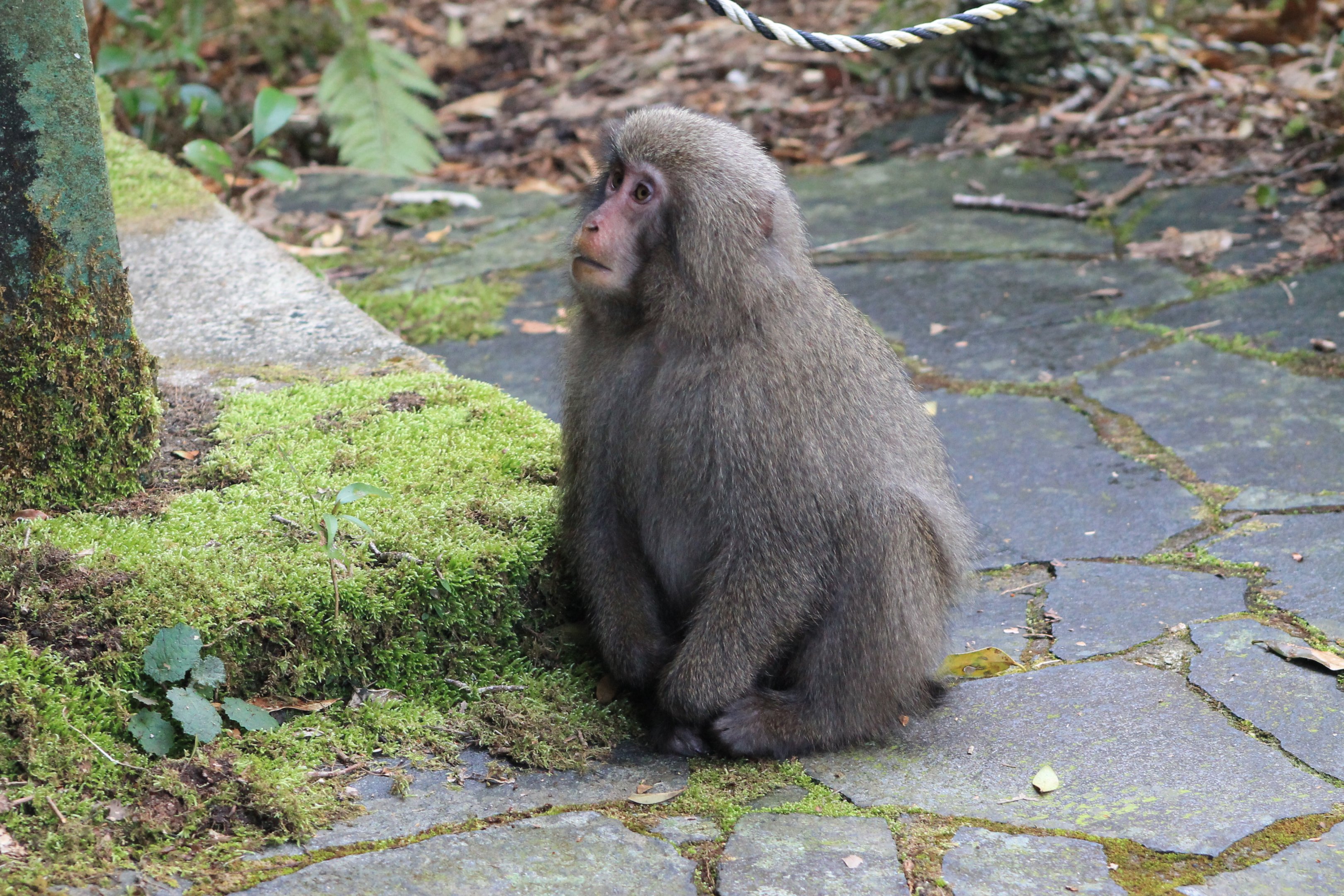 Yakushima Macaque (Macaca fuscata yakui)