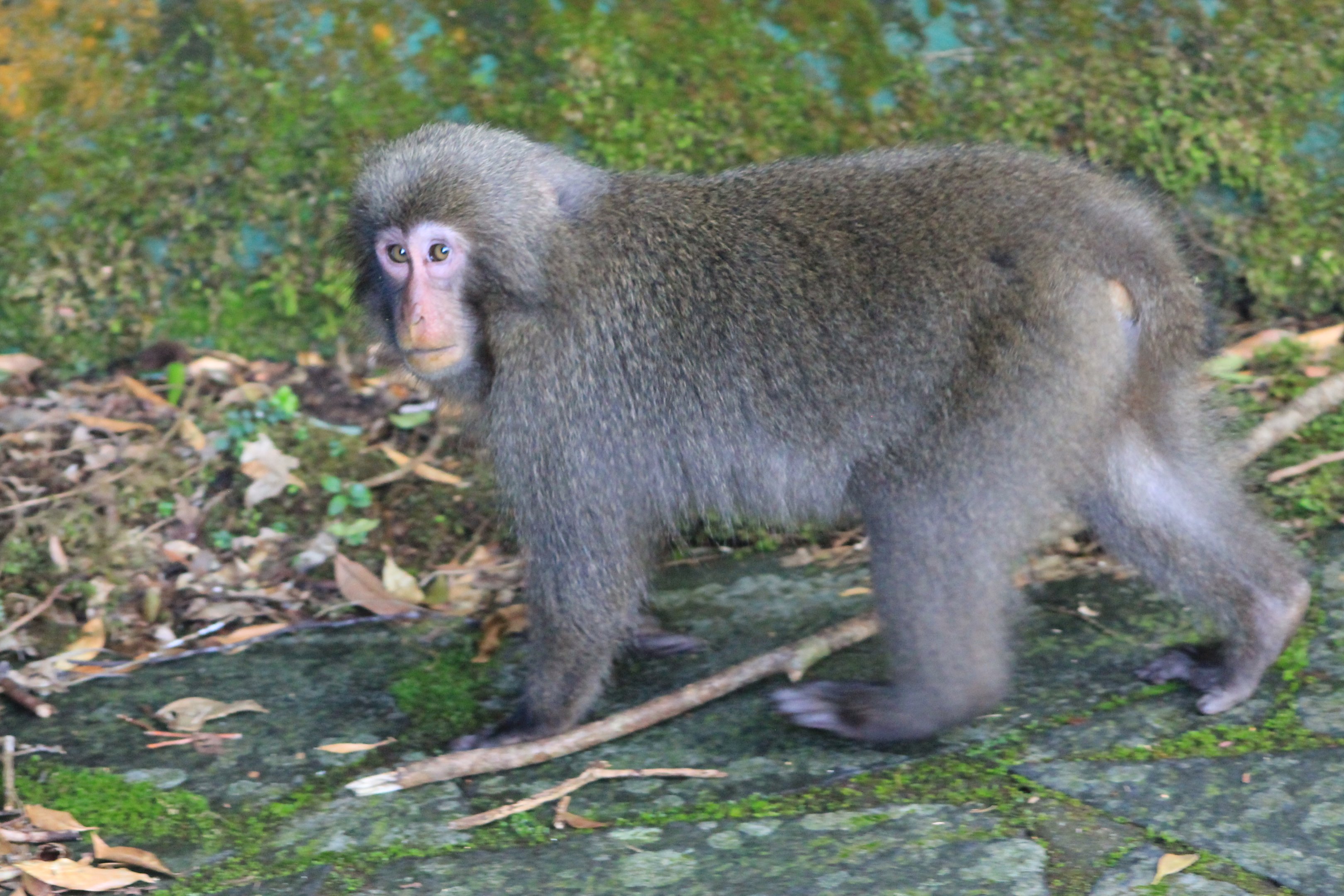 Yakushima Macaque (Macaca fuscata yakui)
