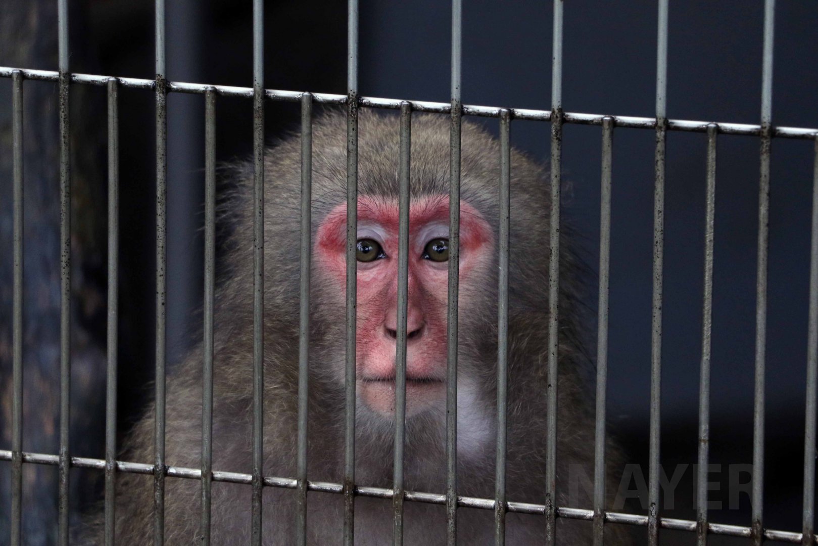Yakushima macaque, October 2017