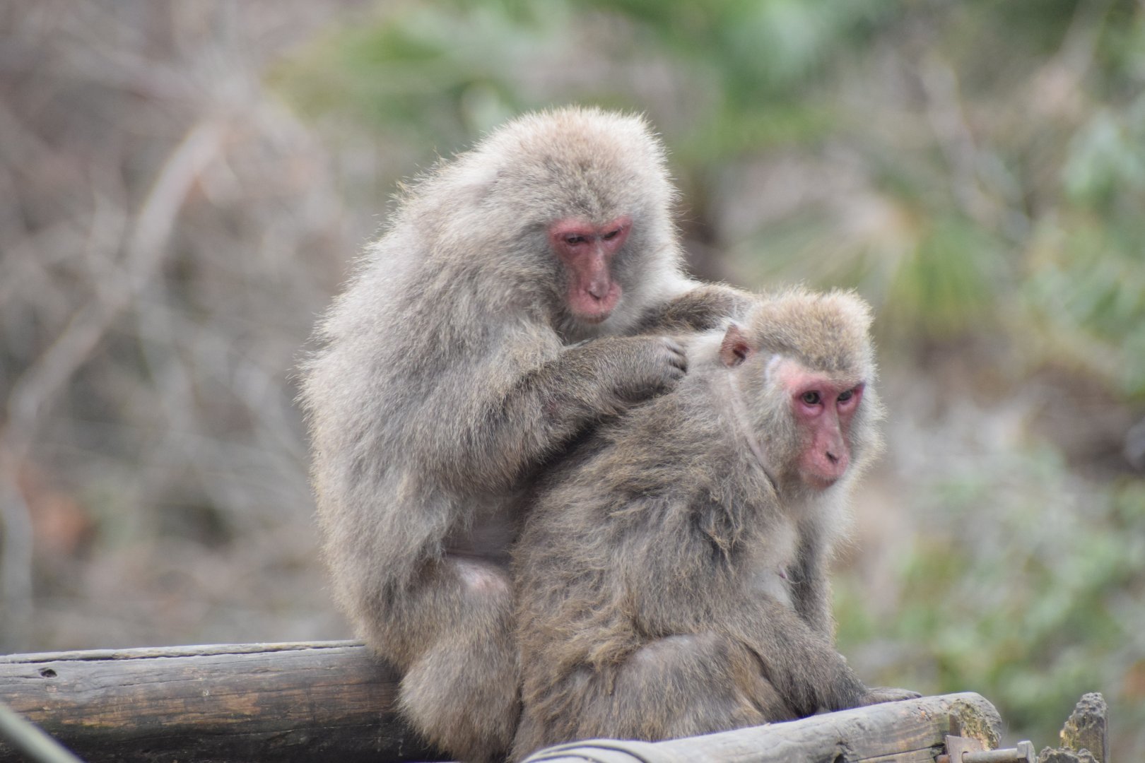 Yakushima macaque