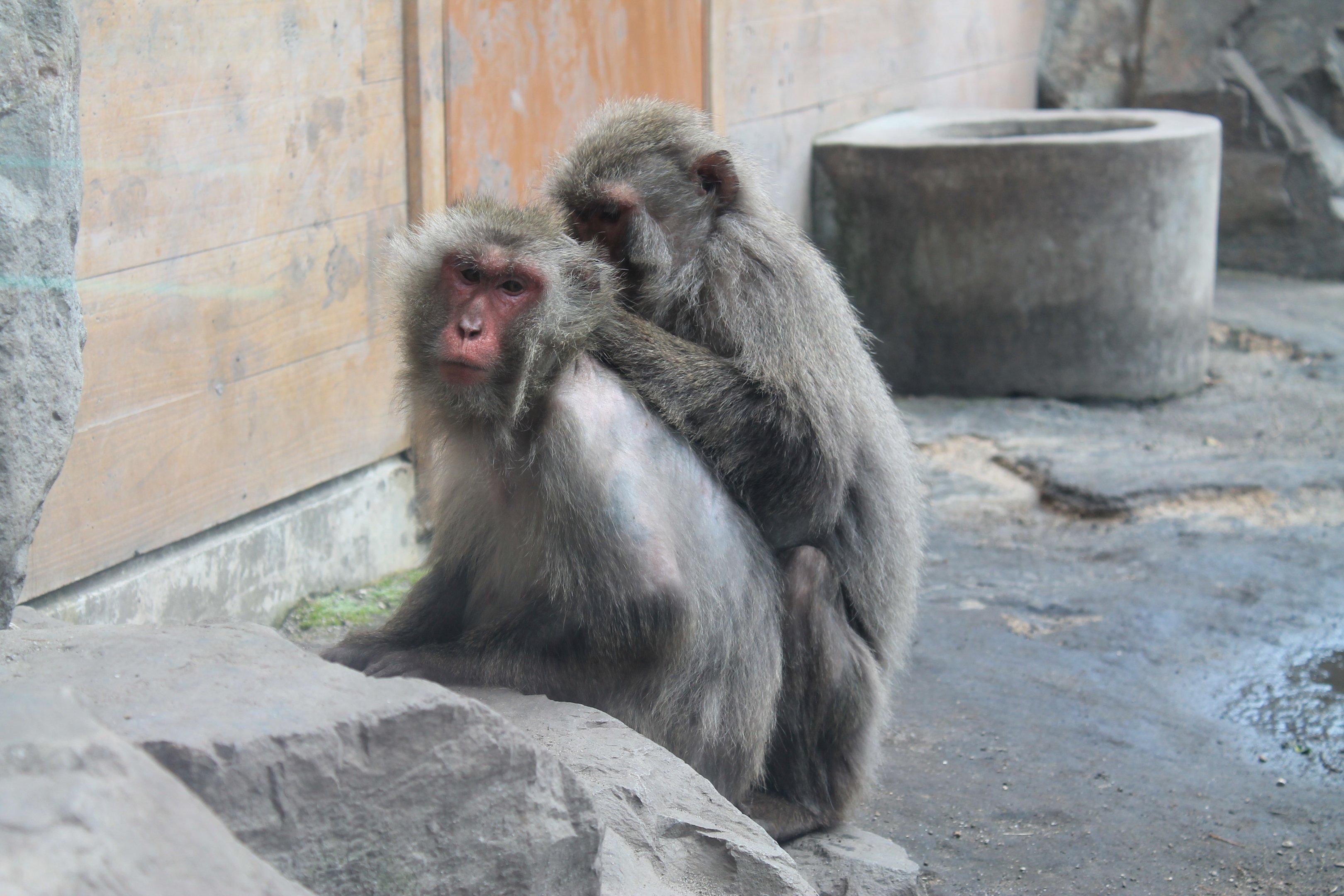 Yakushima Macaques (Macaca fuscata yakui) - Hirakawa Zoo (Kagoshima)