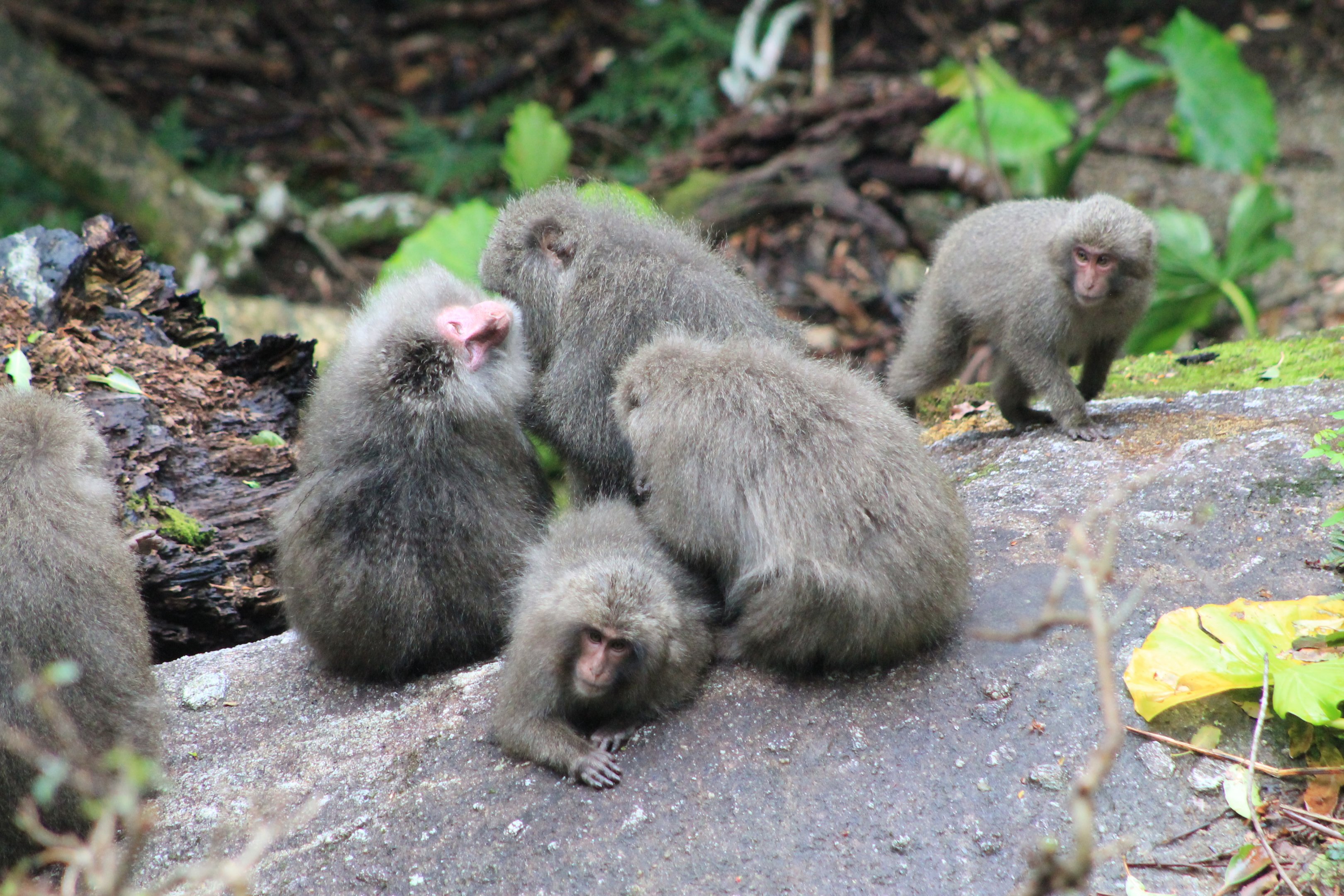 Yakushima Macaques (Macaca fuscata yakui)