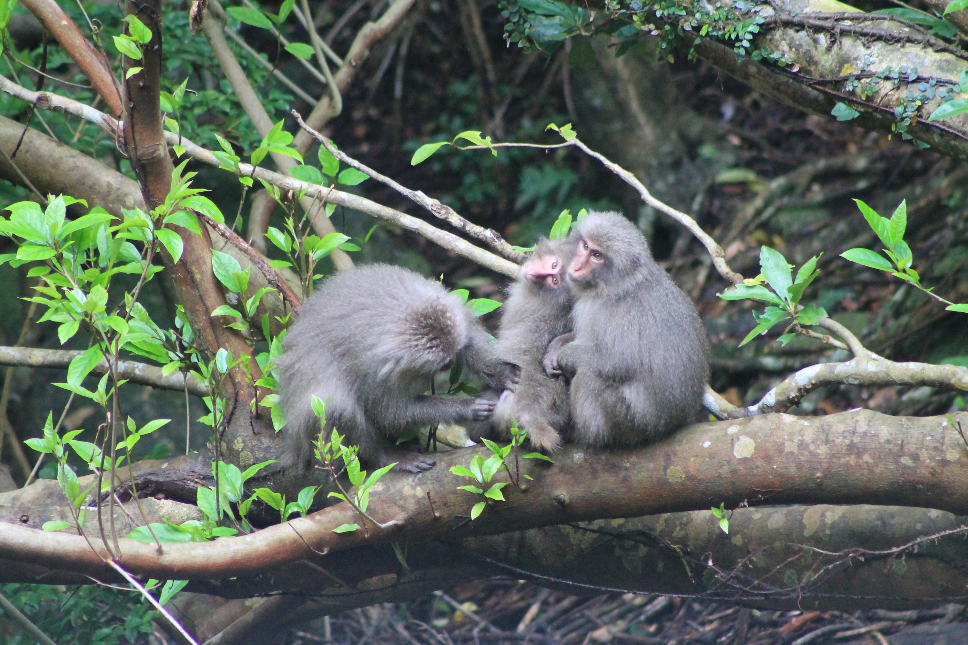 Yakushima Macaques (Macaca fuscata yakui)