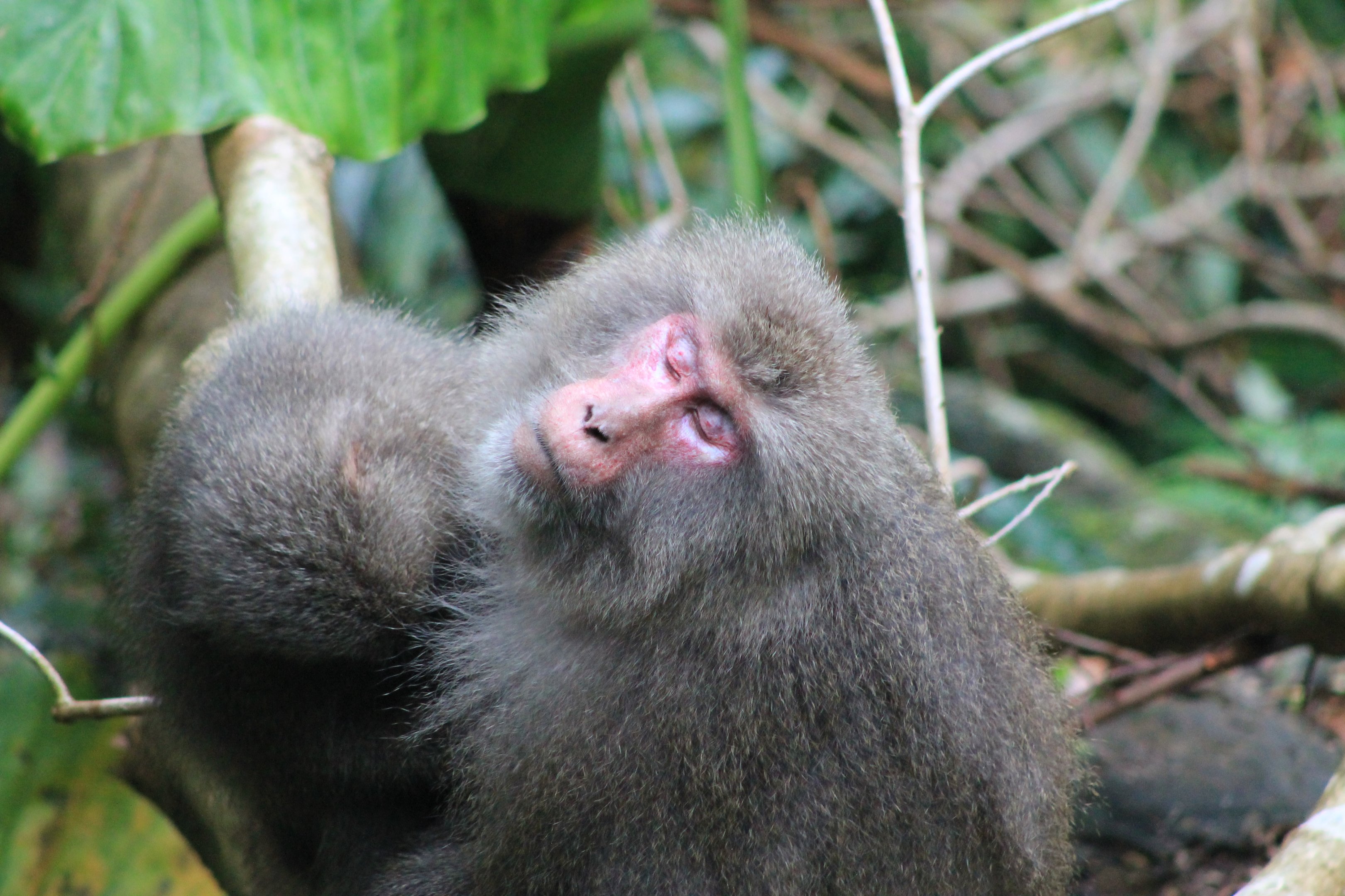 Yakushima Macaques (Macaca fuscata yakui)