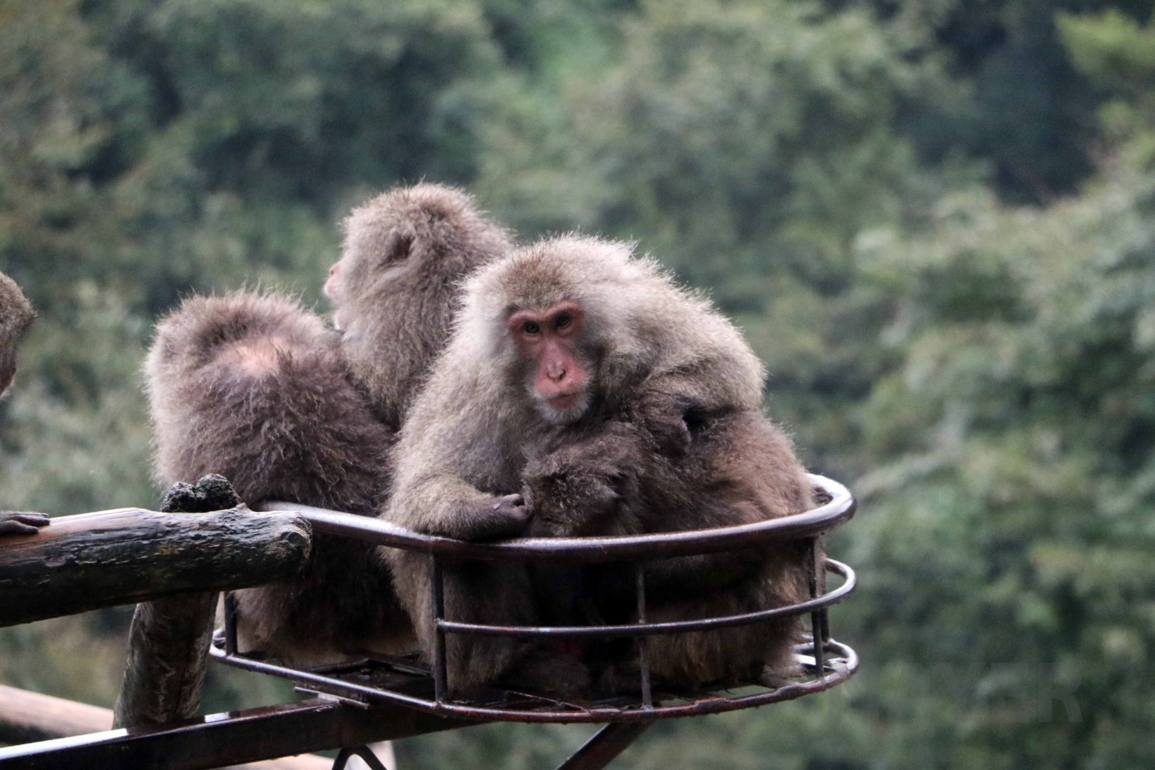 Yakushima macaques, October 2017