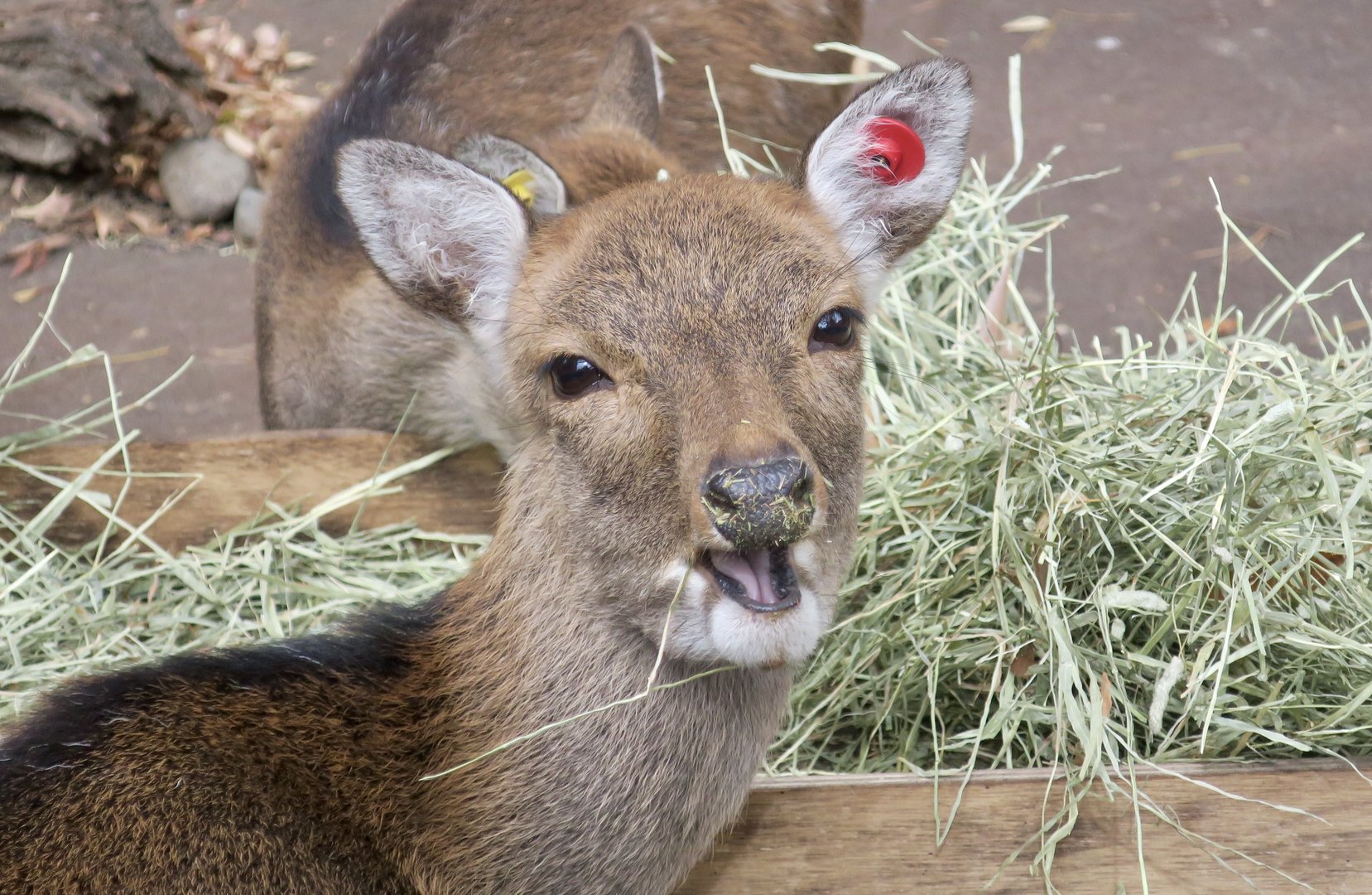 Yakushima Sika Deer (Cervus nippon yakushimae) female
