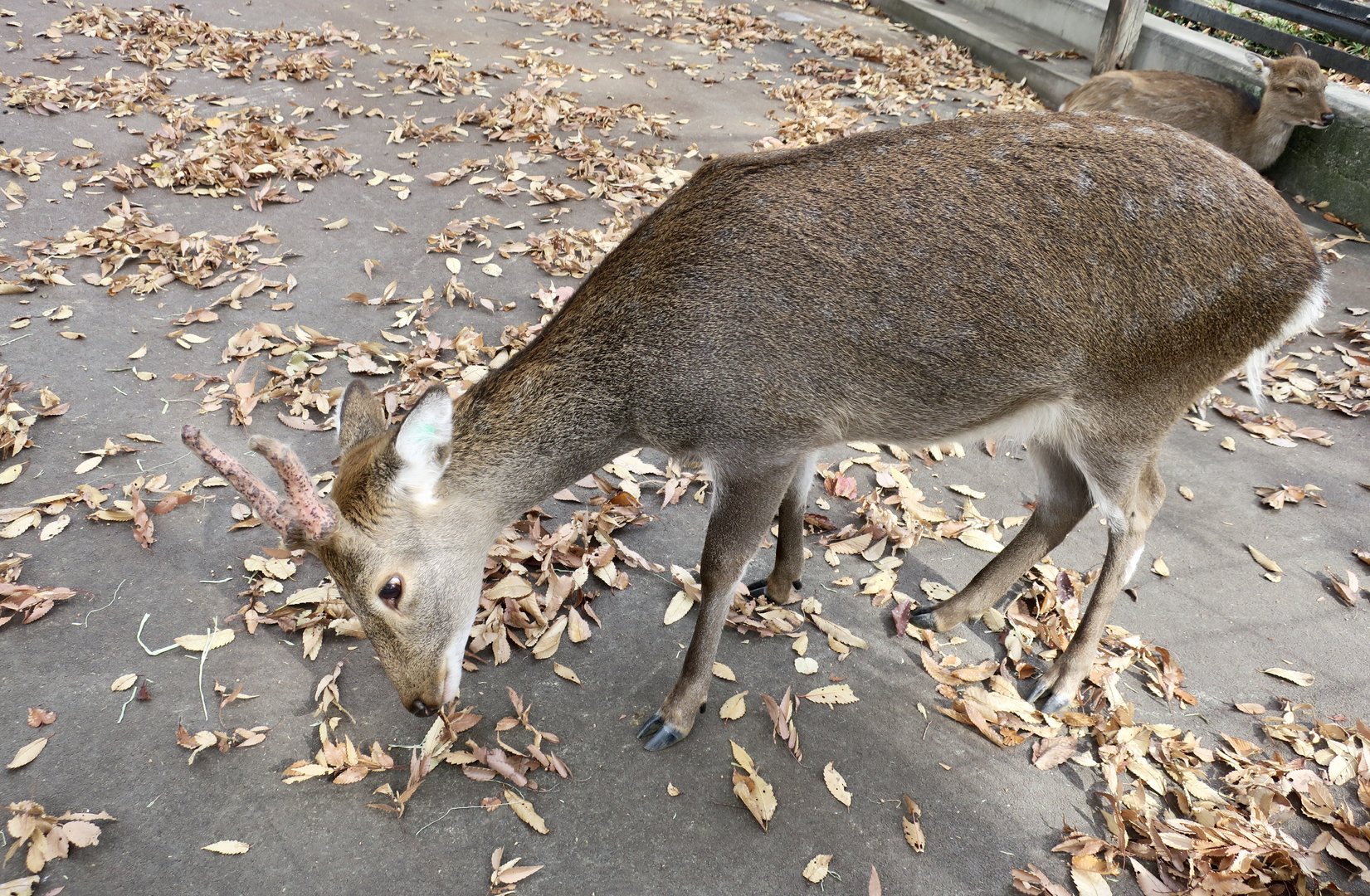 Yakushima Sika Deer (Cervus nippon yakushimae) male