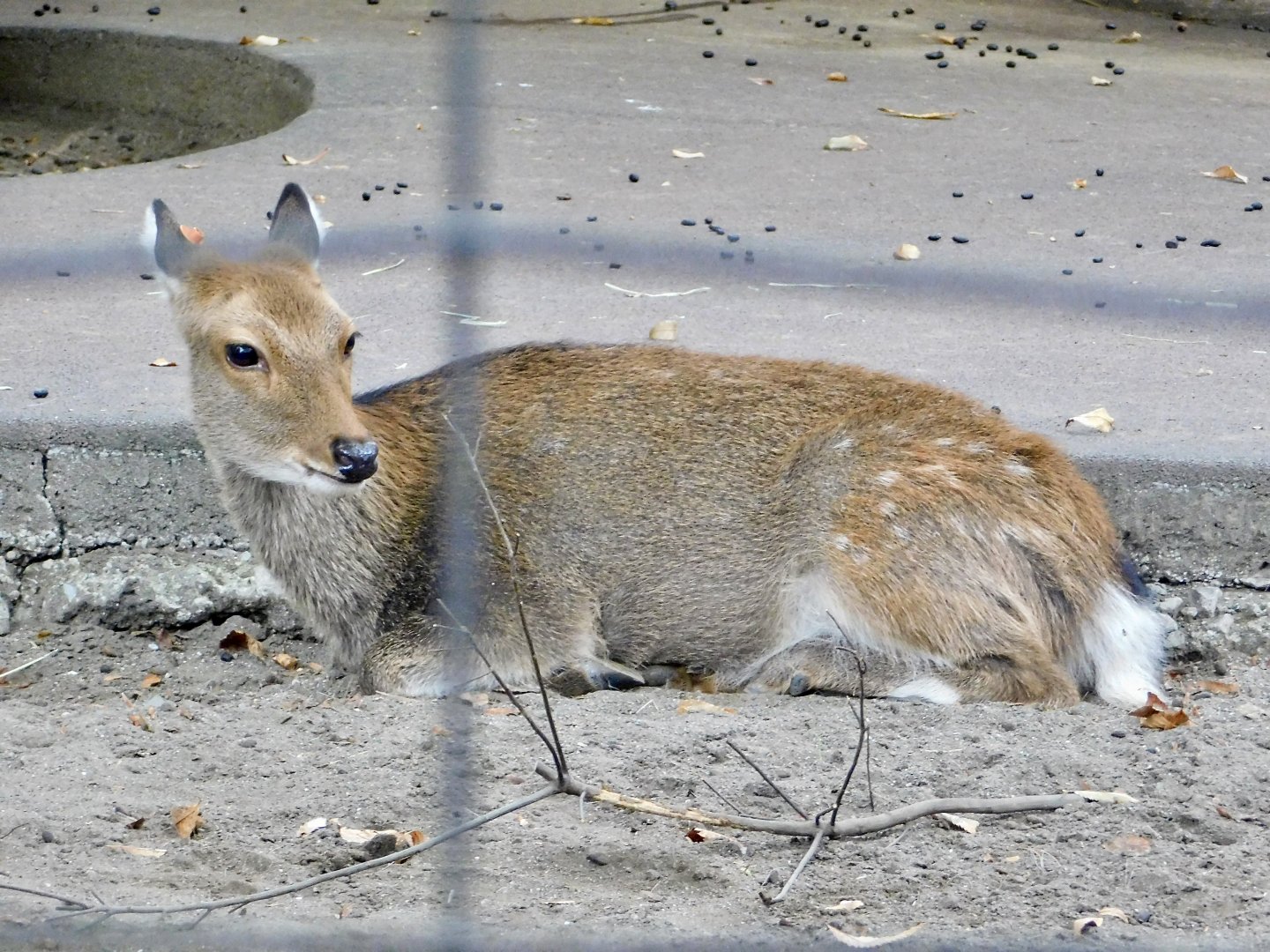 Yakushima Sika Deer (Cervus nippon yakushimae) October 4, 2025