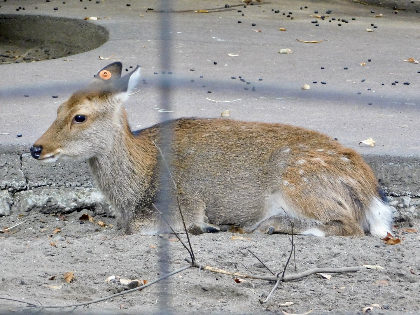 Yakushima Sika Deer (Cervus nippon yakushimae) October 4, 2025
